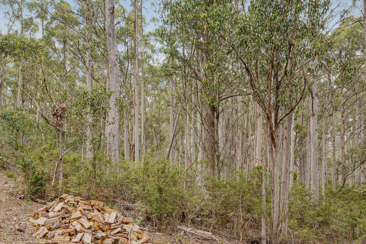 425 Halls Track Road, Sandfly For Sale by Farmbuy.com - image 26