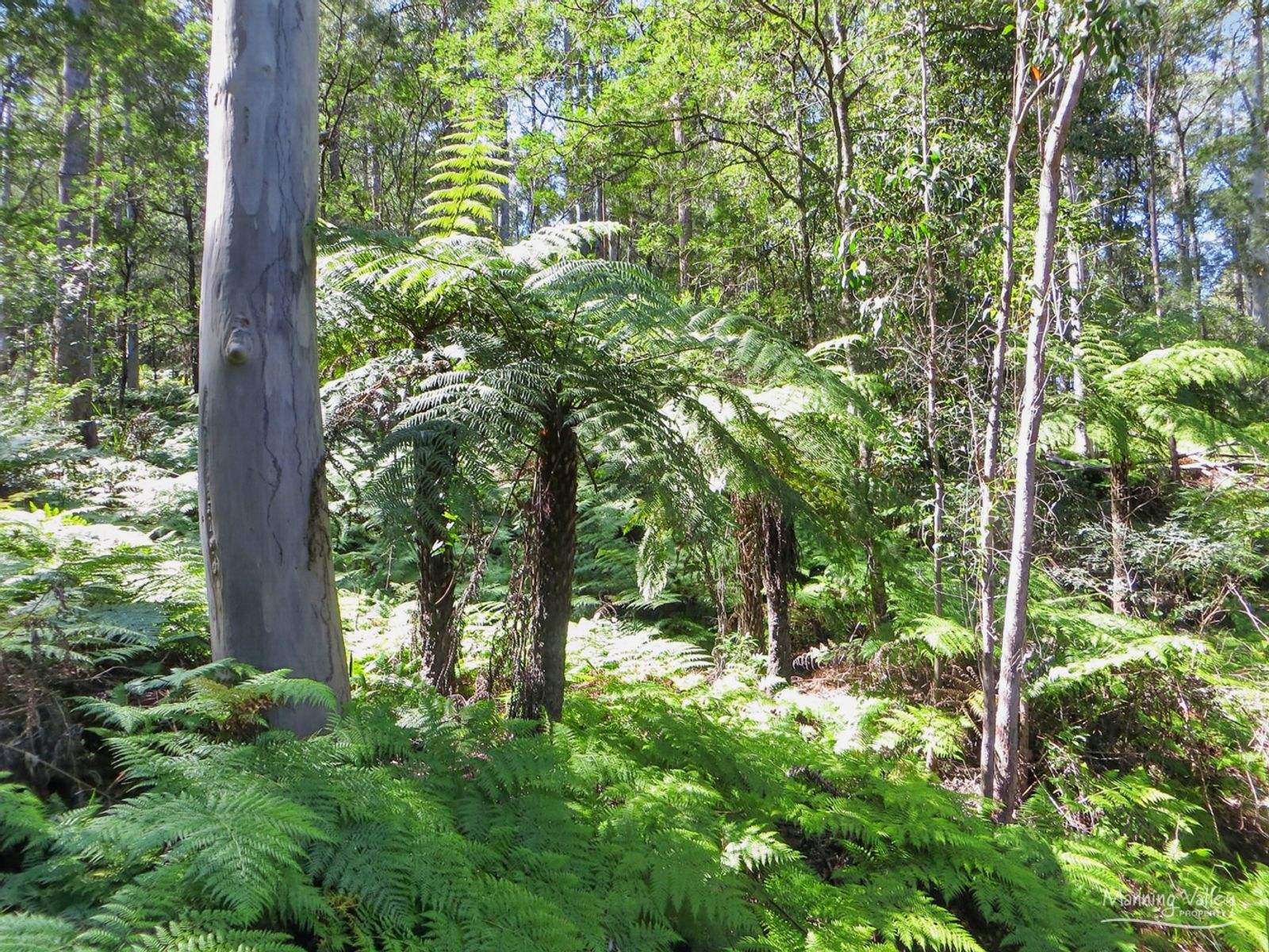 Lot 62 Baxters Ridge Road, Gloucester For Sale by Farmbuy.com - image 4