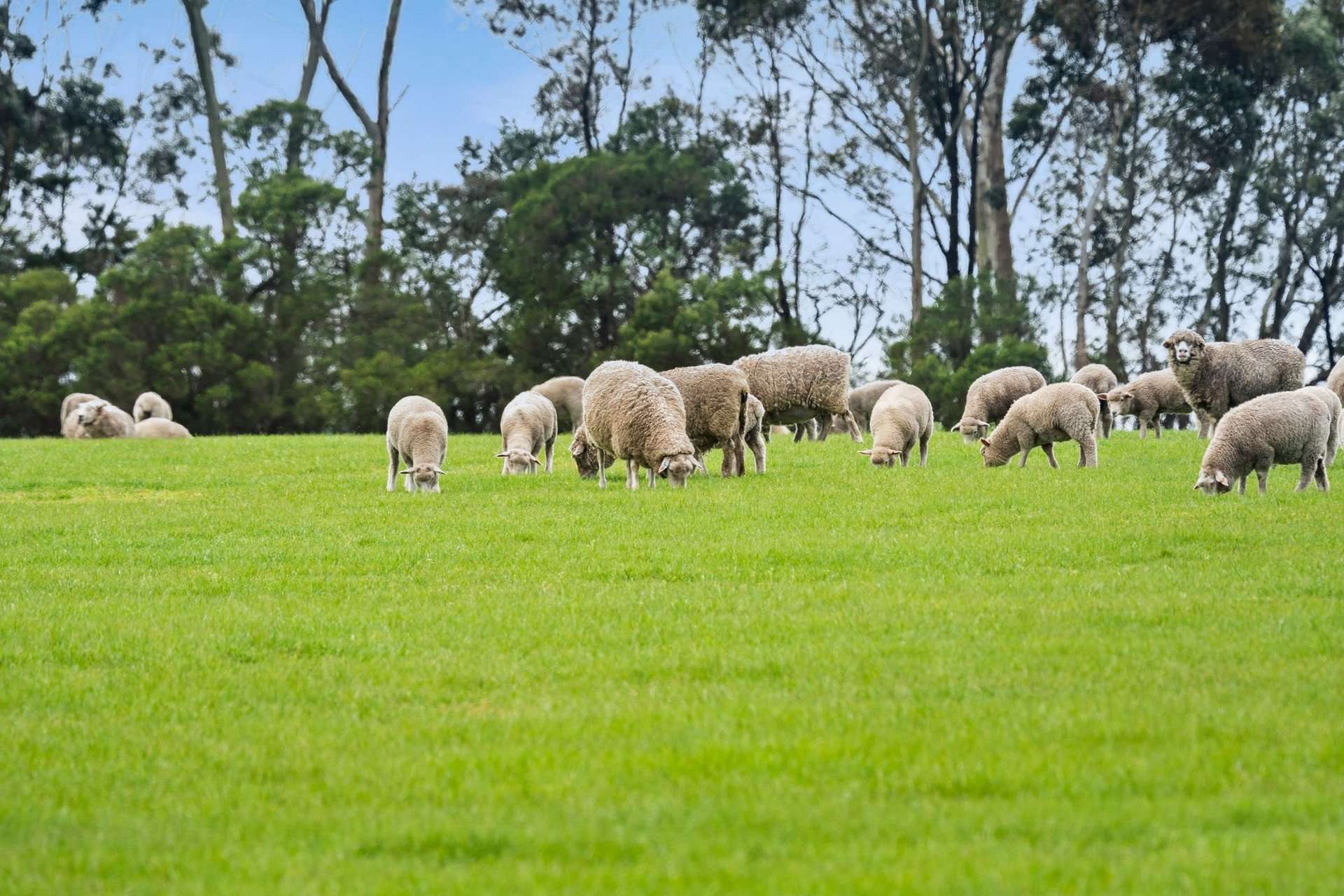 4006 Hopkins Highway, Mortlake For Sale by Farmbuy.com - image 17