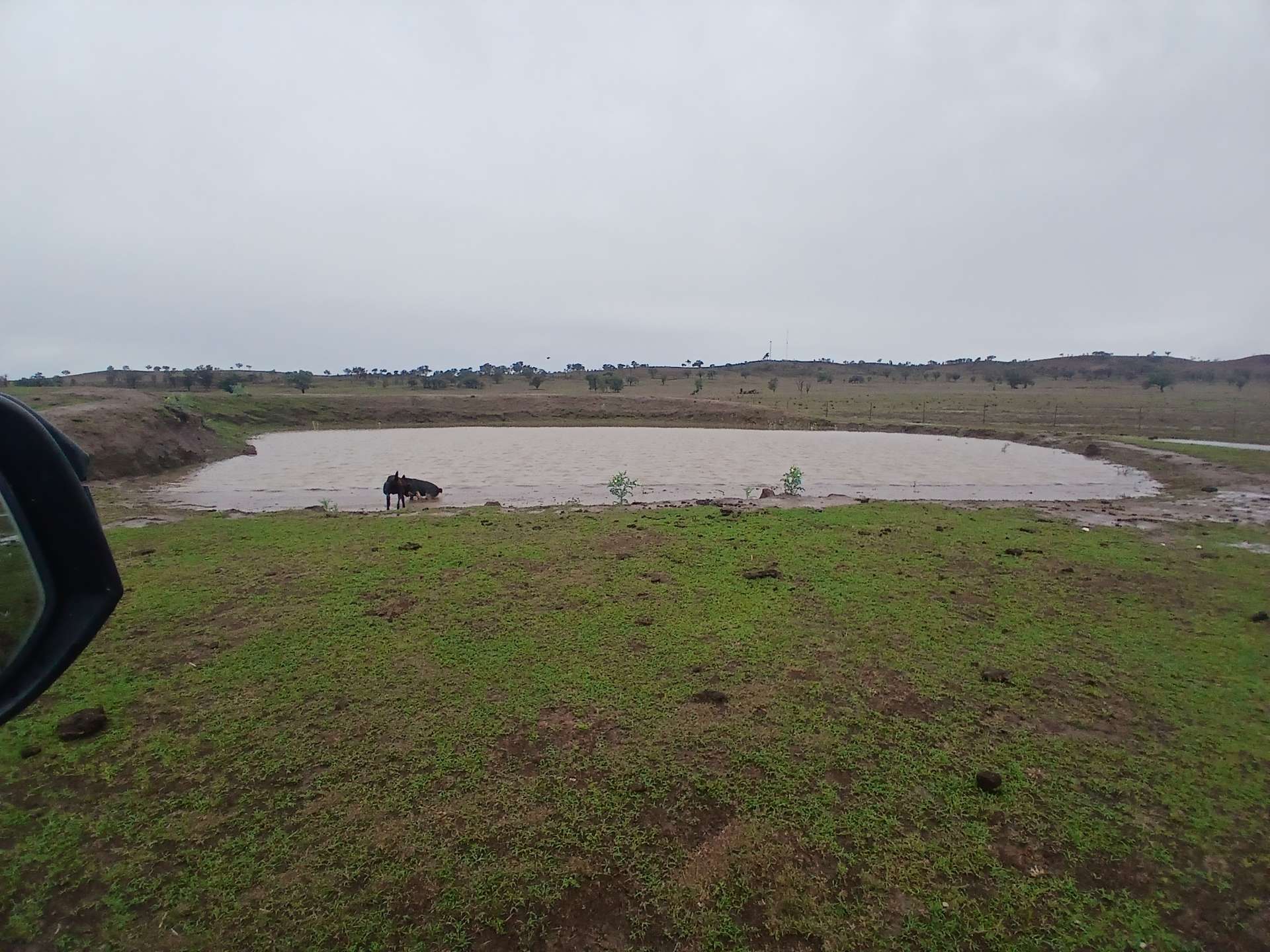 1741 Bukkulla Road, Ashford For Sale by Farmbuy.com - image 22