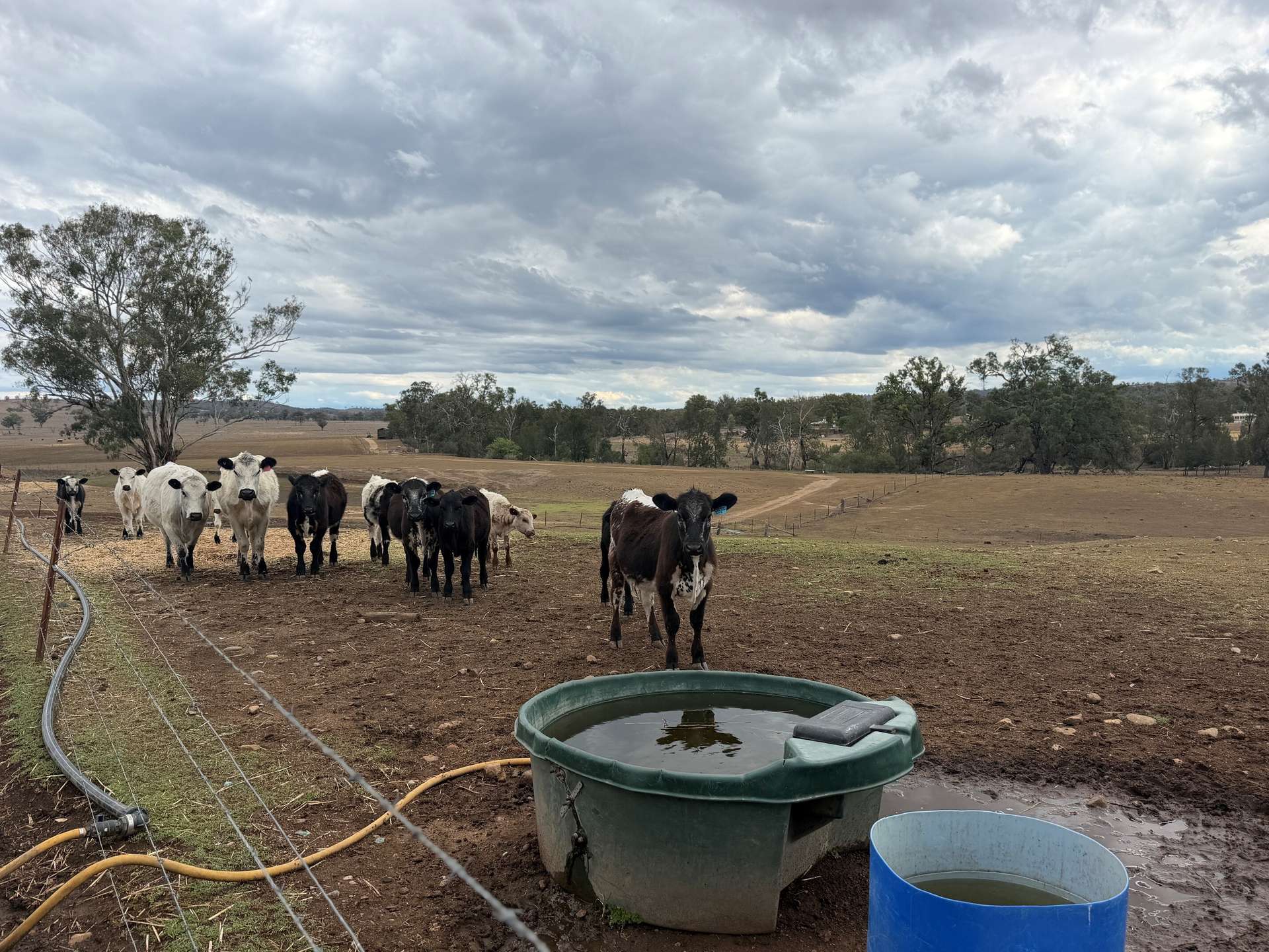 1741 Bukkulla Road, Ashford For Sale by Farmbuy.com - image 18