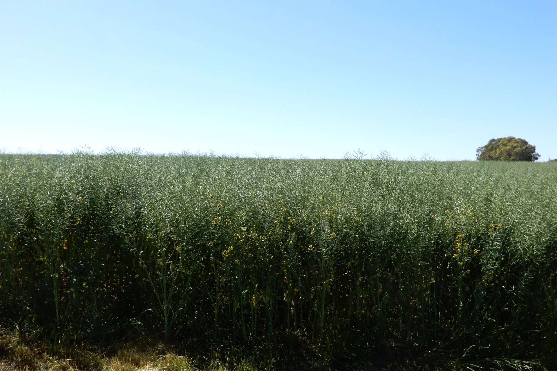 545 Railz Road, Coonalpyn For Sale by Farmbuy.com - image 20