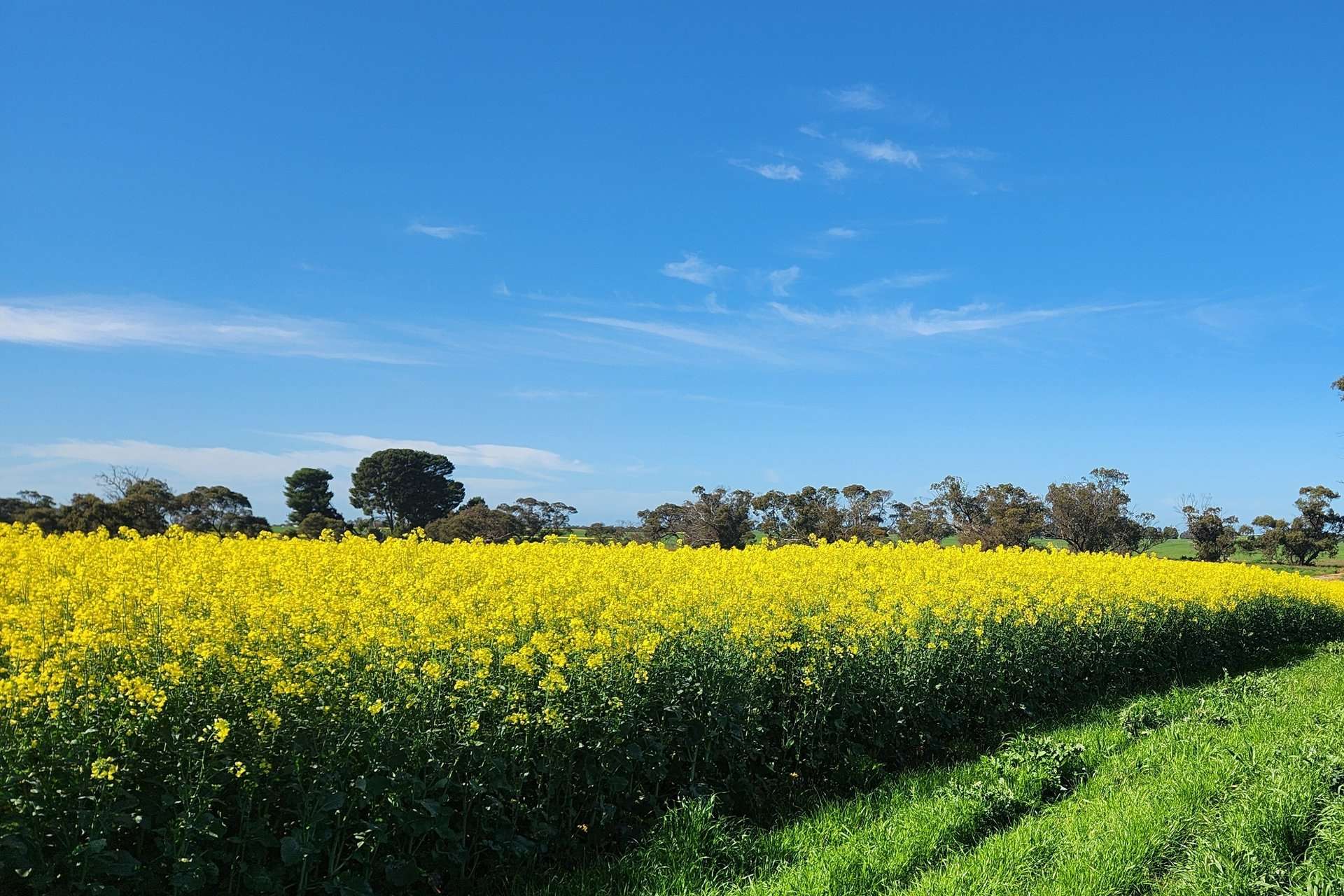 545 Railz Road, Coonalpyn For Sale by Farmbuy.com - image 2
