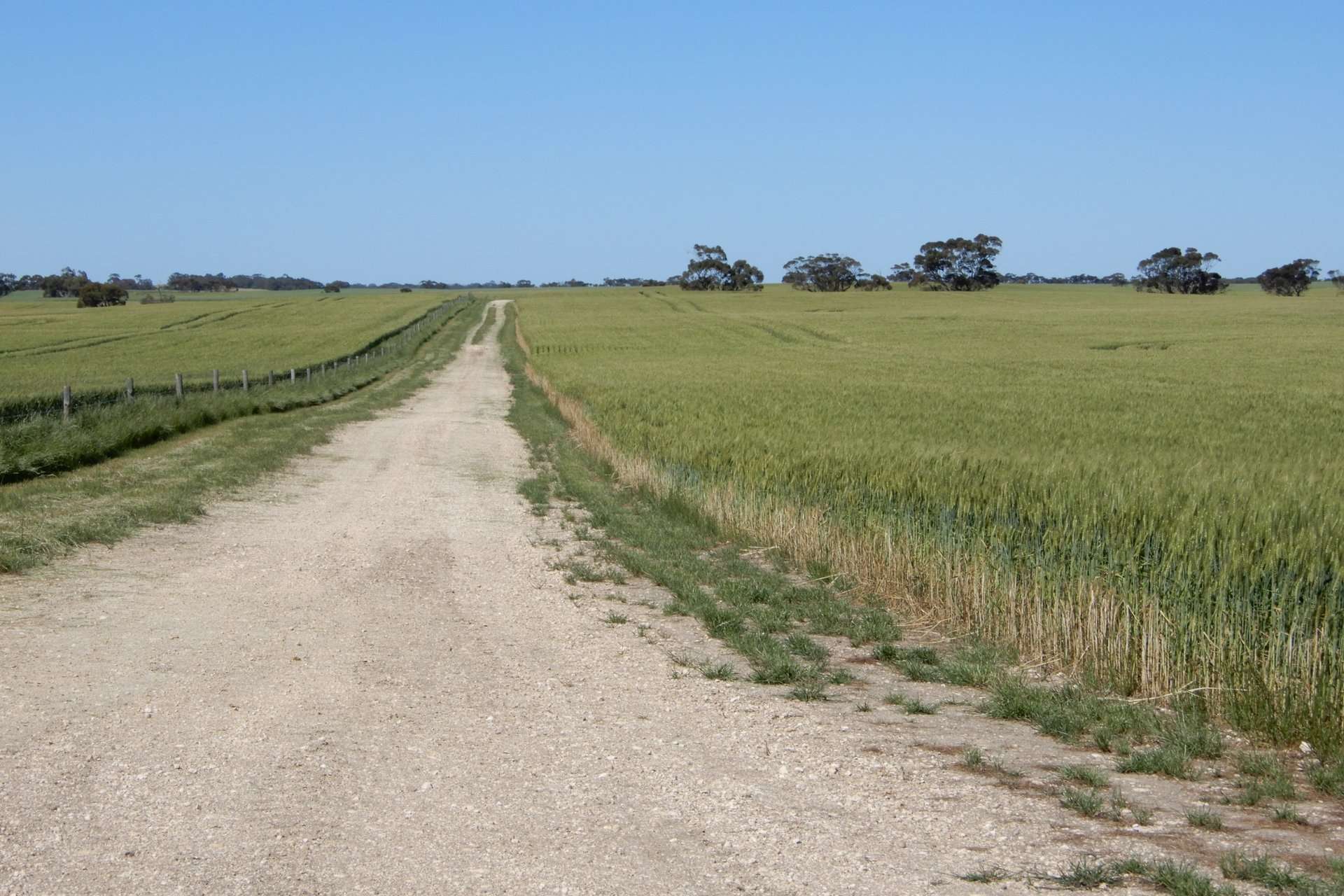 545 Railz Road, Coonalpyn For Sale by Farmbuy.com - image 14