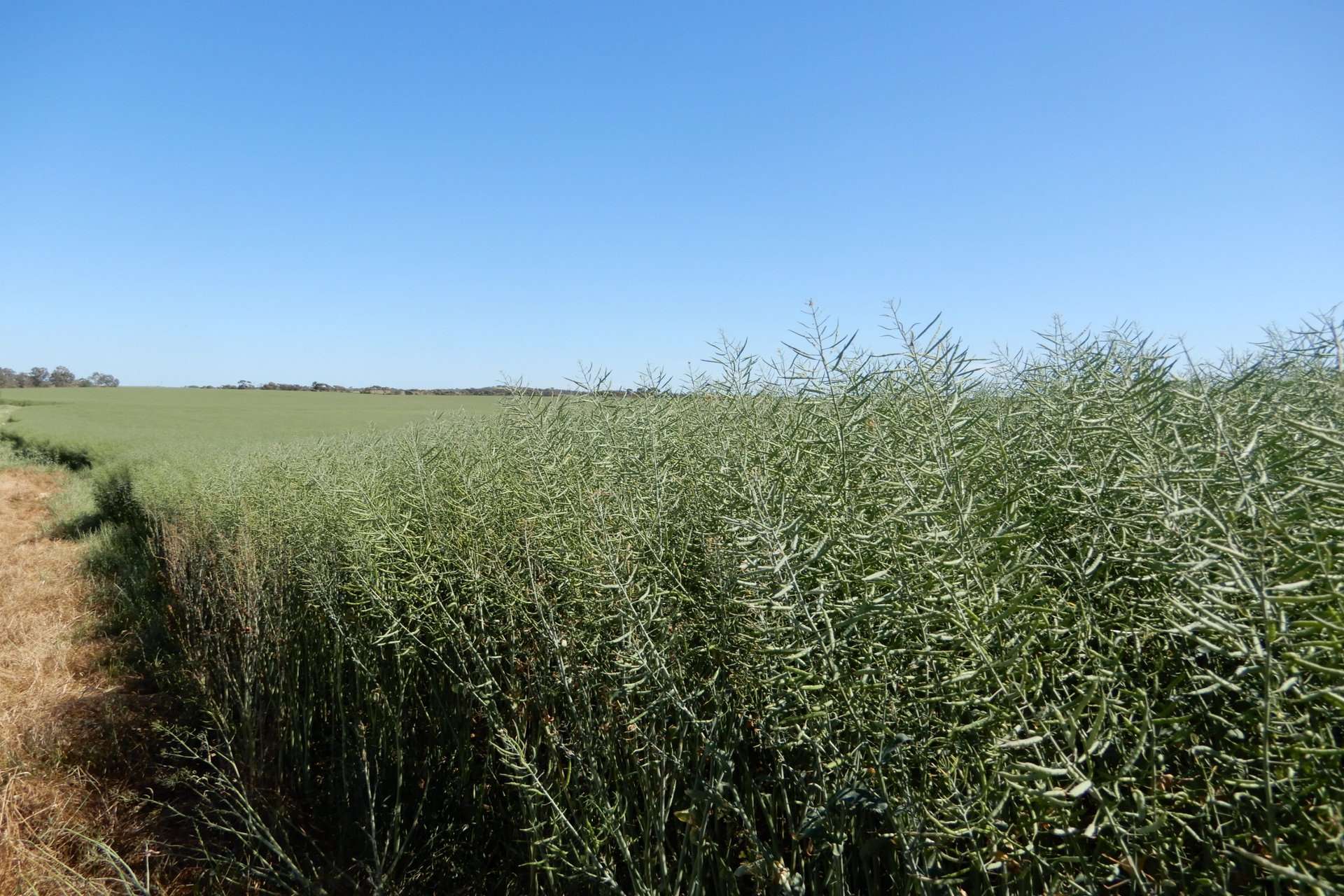 545 Railz Road, Coonalpyn For Sale by Farmbuy.com - image 16