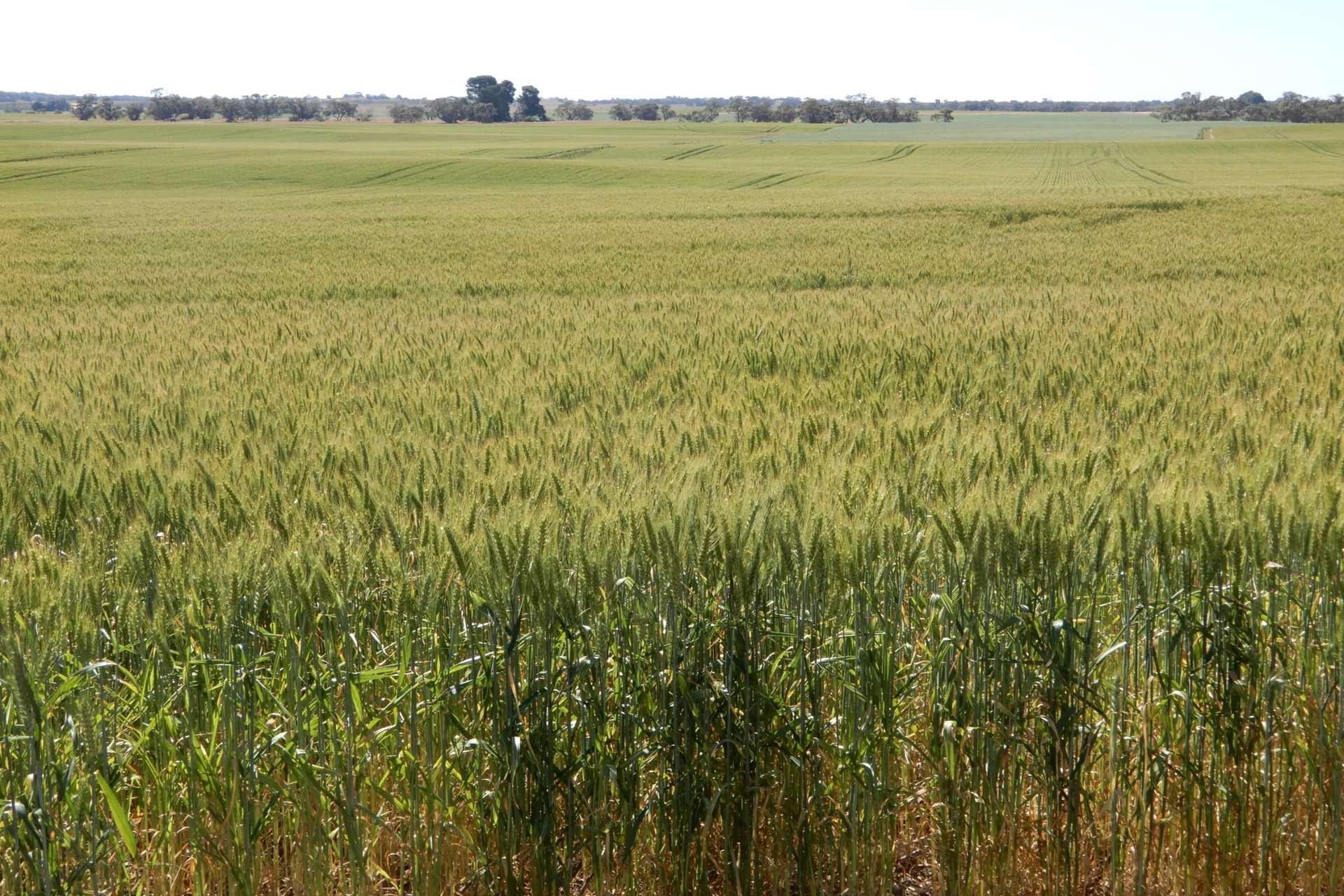 545 Railz Road, Coonalpyn For Sale by Farmbuy.com - image 9