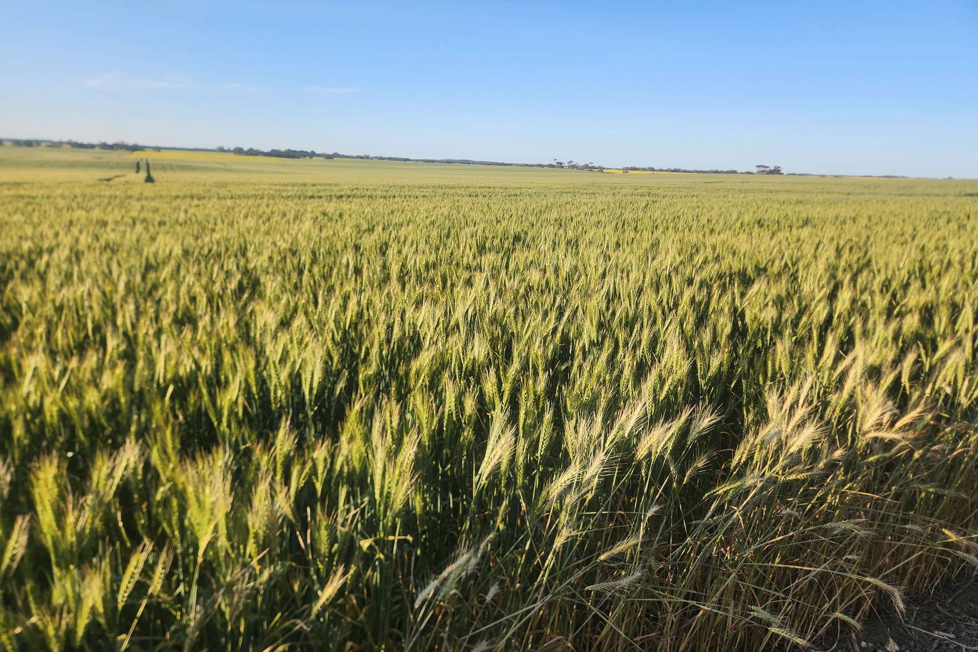 545 Railz Road, Coonalpyn For Sale by Farmbuy.com - image 8