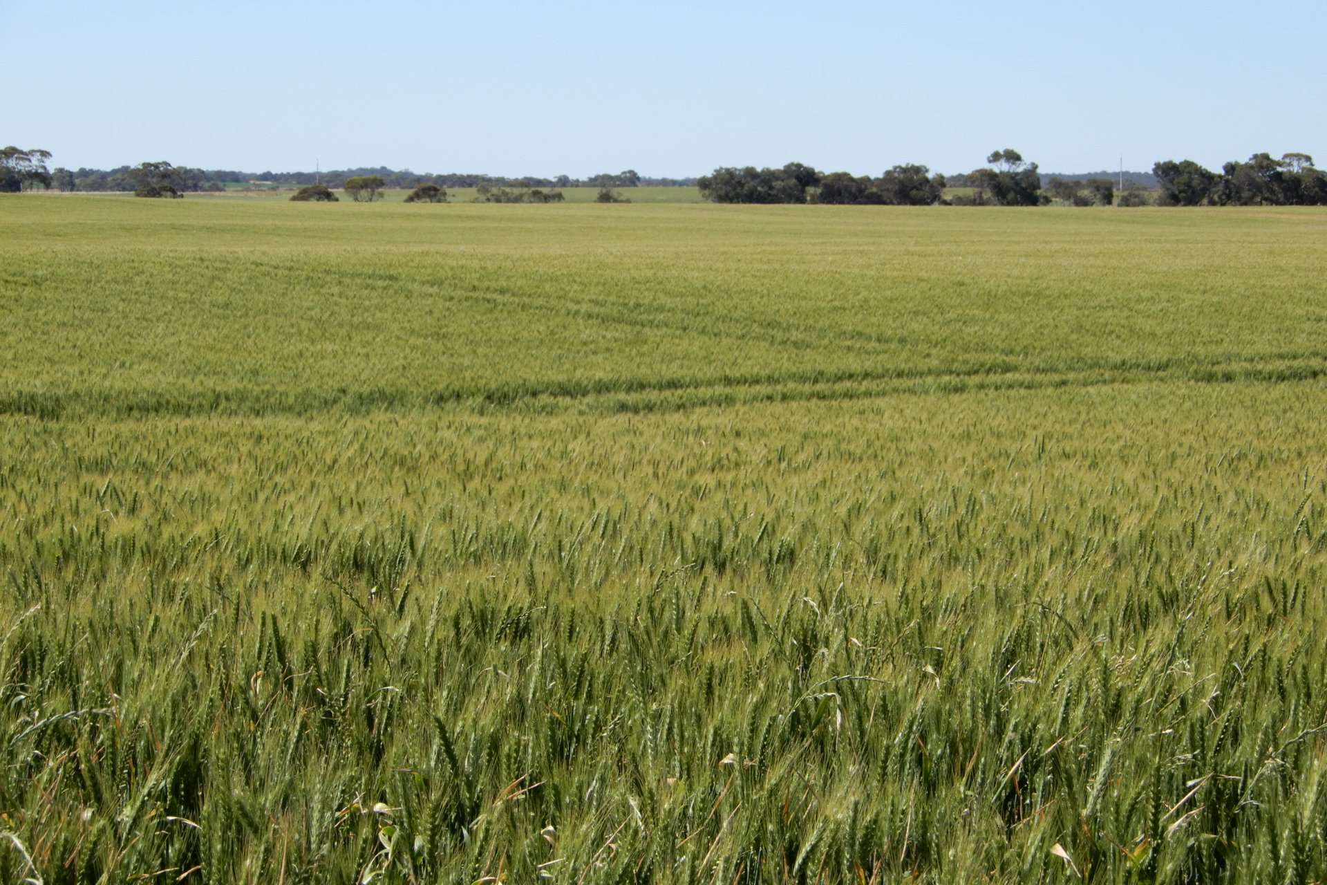 545 Railz Road, Coonalpyn For Sale by Farmbuy.com - image 17