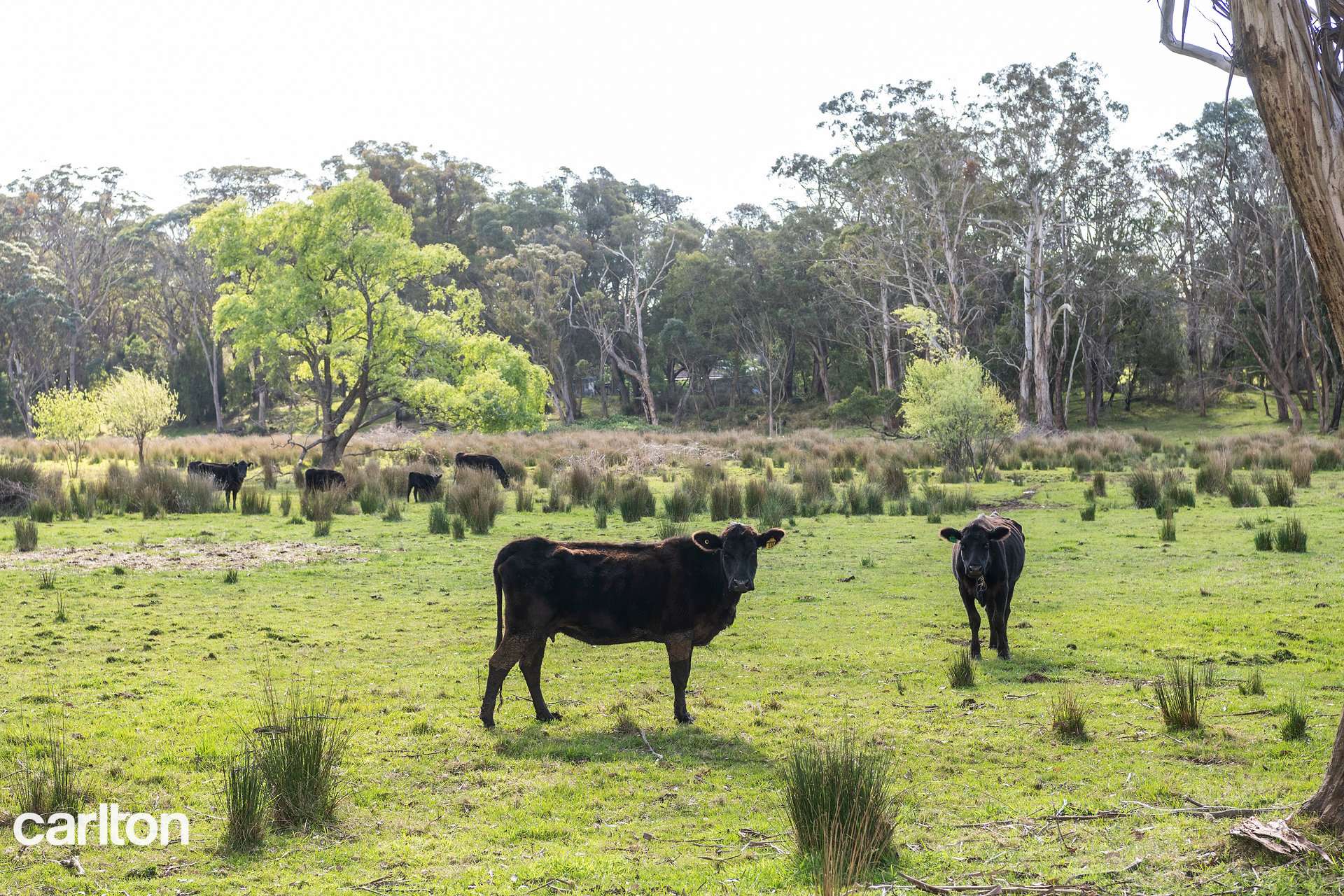 2492 Old Hume Highway, Woodlands For Sale by Farmbuy.com - image 21