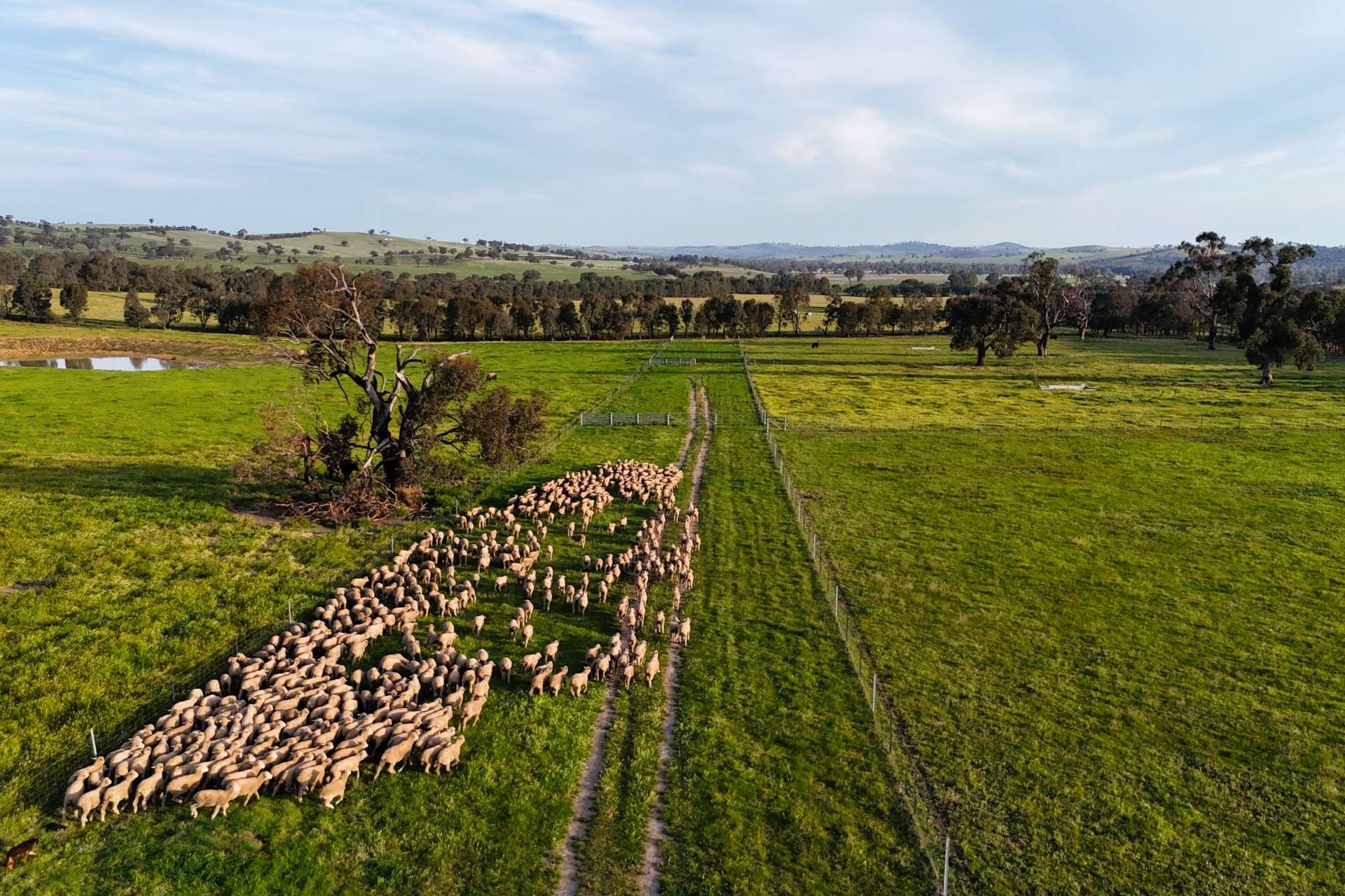 2063 Oura Road, Wagga Wagga For Sale by Farmbuy.com - image 24