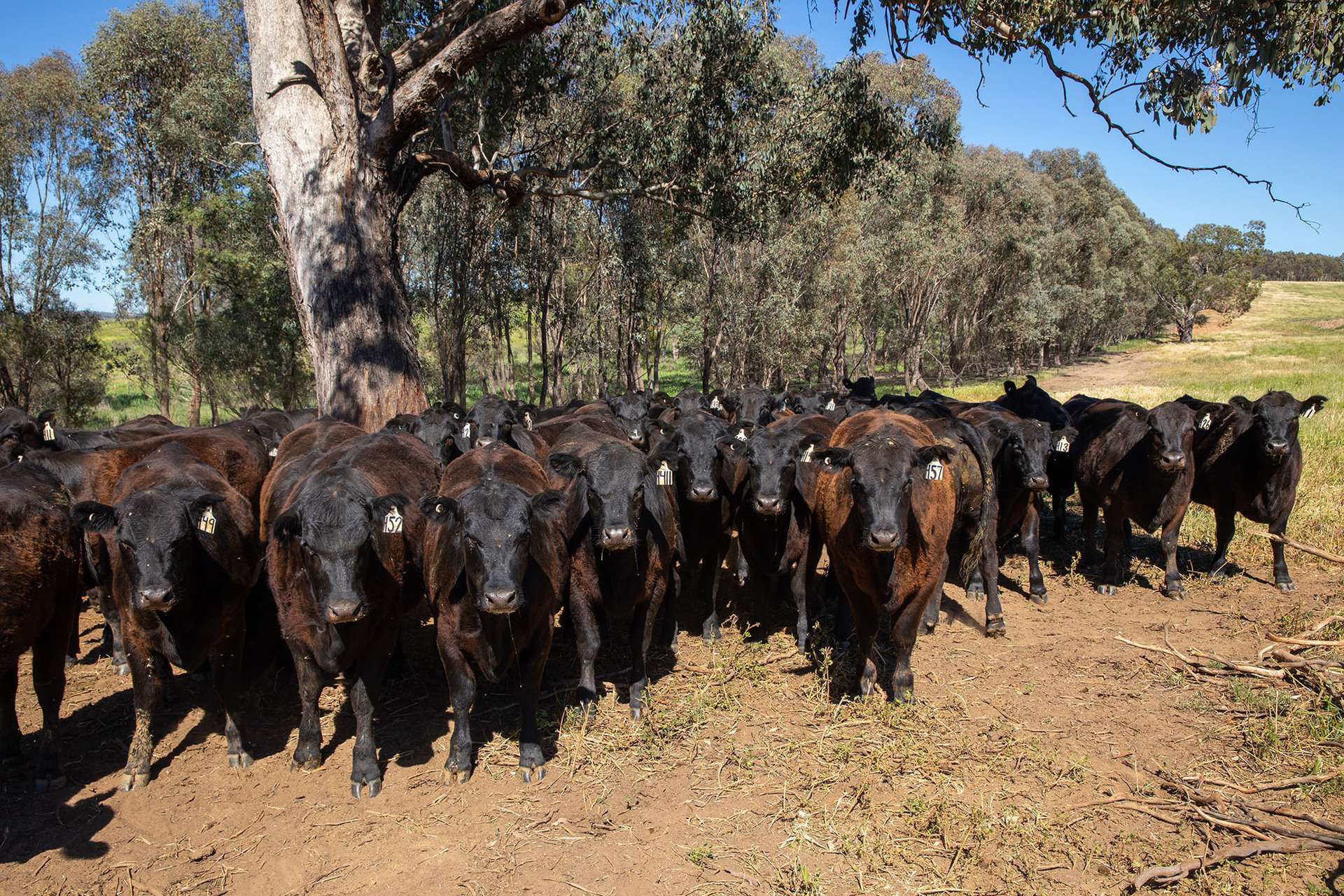 2063 Oura Road, Wagga Wagga For Sale by Farmbuy.com - image 12