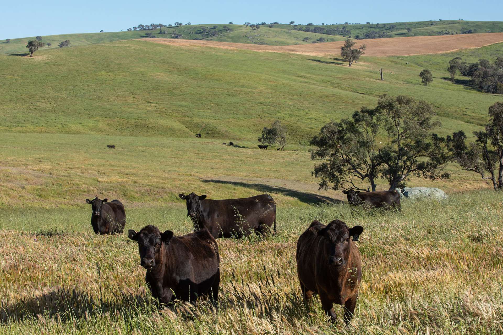 2063 Oura Road, Wagga Wagga For Sale by Farmbuy.com - image 17