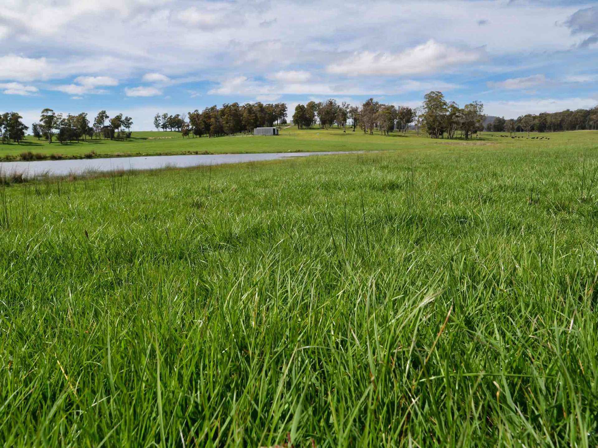 29 Glengarry Road, Glengarry For Sale by Farmbuy.com - image 8