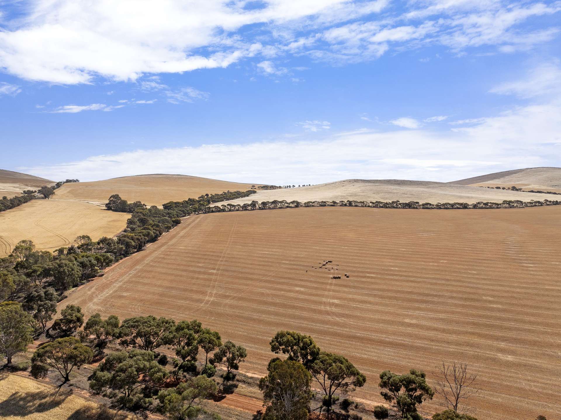 'White Springs' The Camels Hump Road, Leighton For Sale by Farmbuy.com - image 6