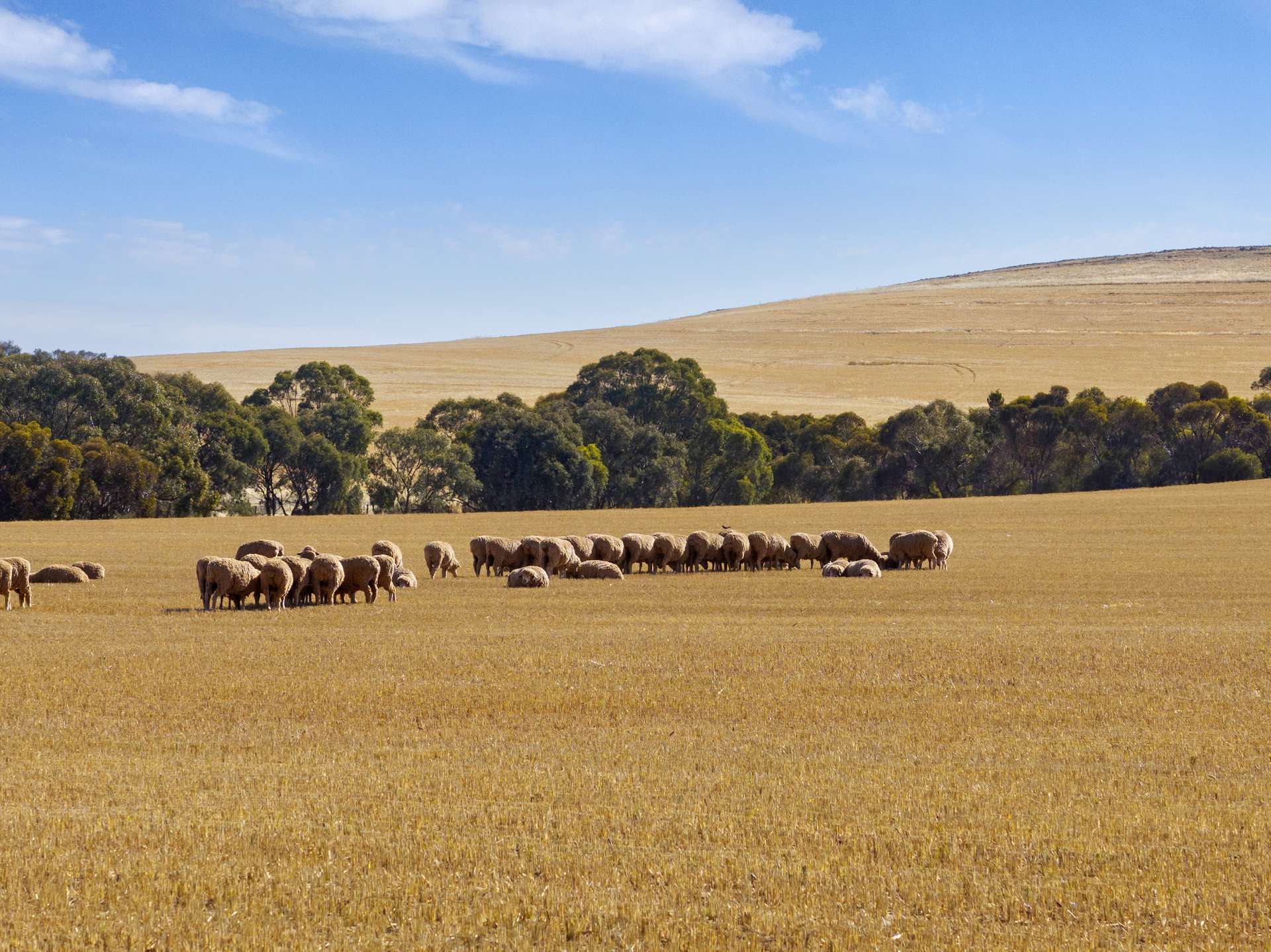 'White Springs' The Camels Hump Road, Leighton For Sale by Farmbuy.com - image 5