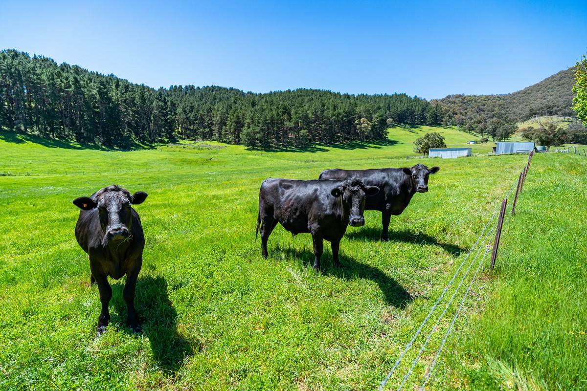 2769 Yabba Road, Tallandoon For Sale by Farmbuy.com - image 7