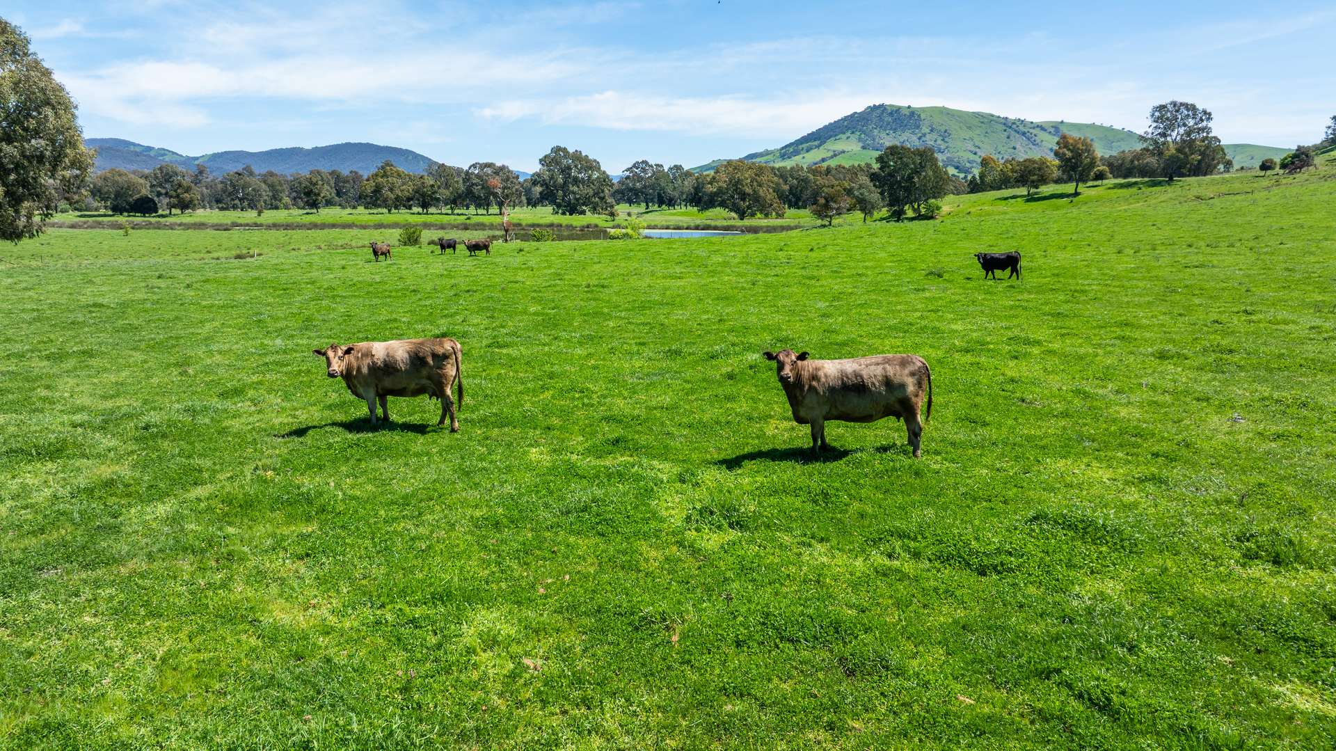 1159 River Road, Ournie Auction by Farmbuy.com - image 8