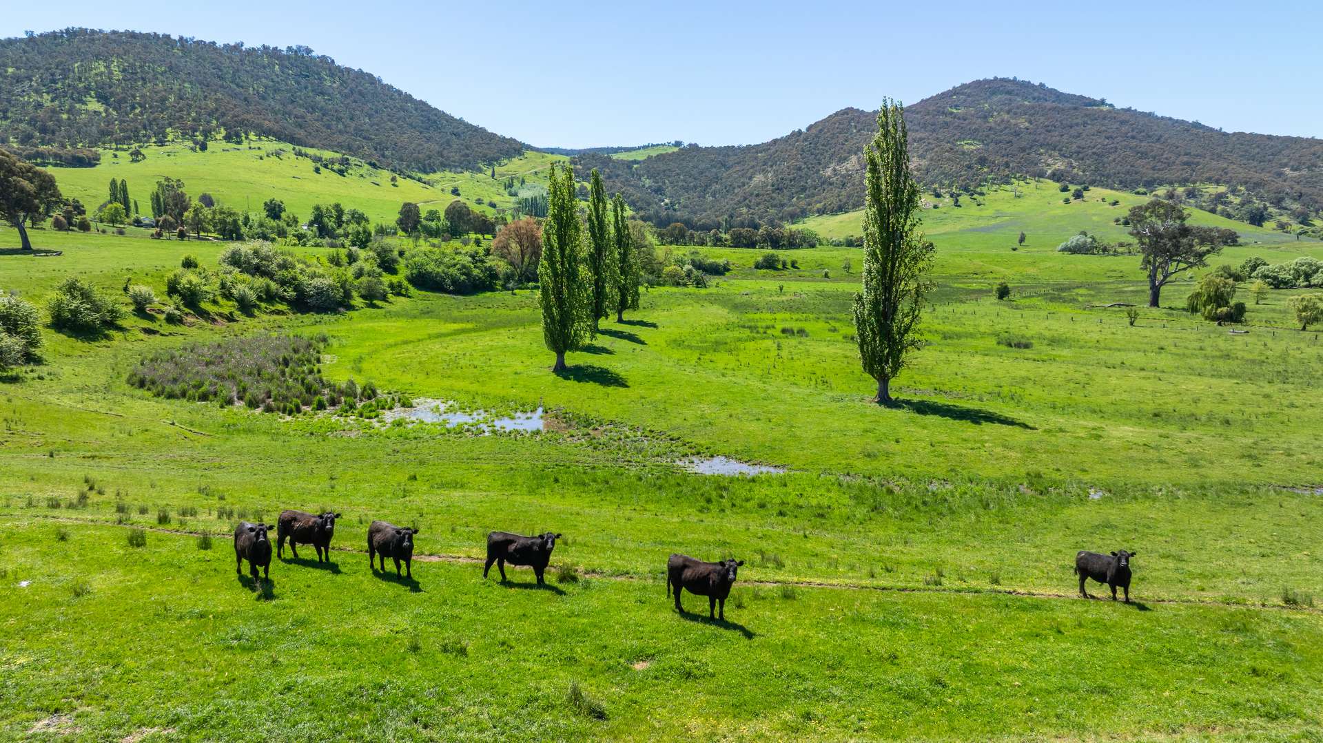 1159 River Road, Ournie Auction by Farmbuy.com - image 4