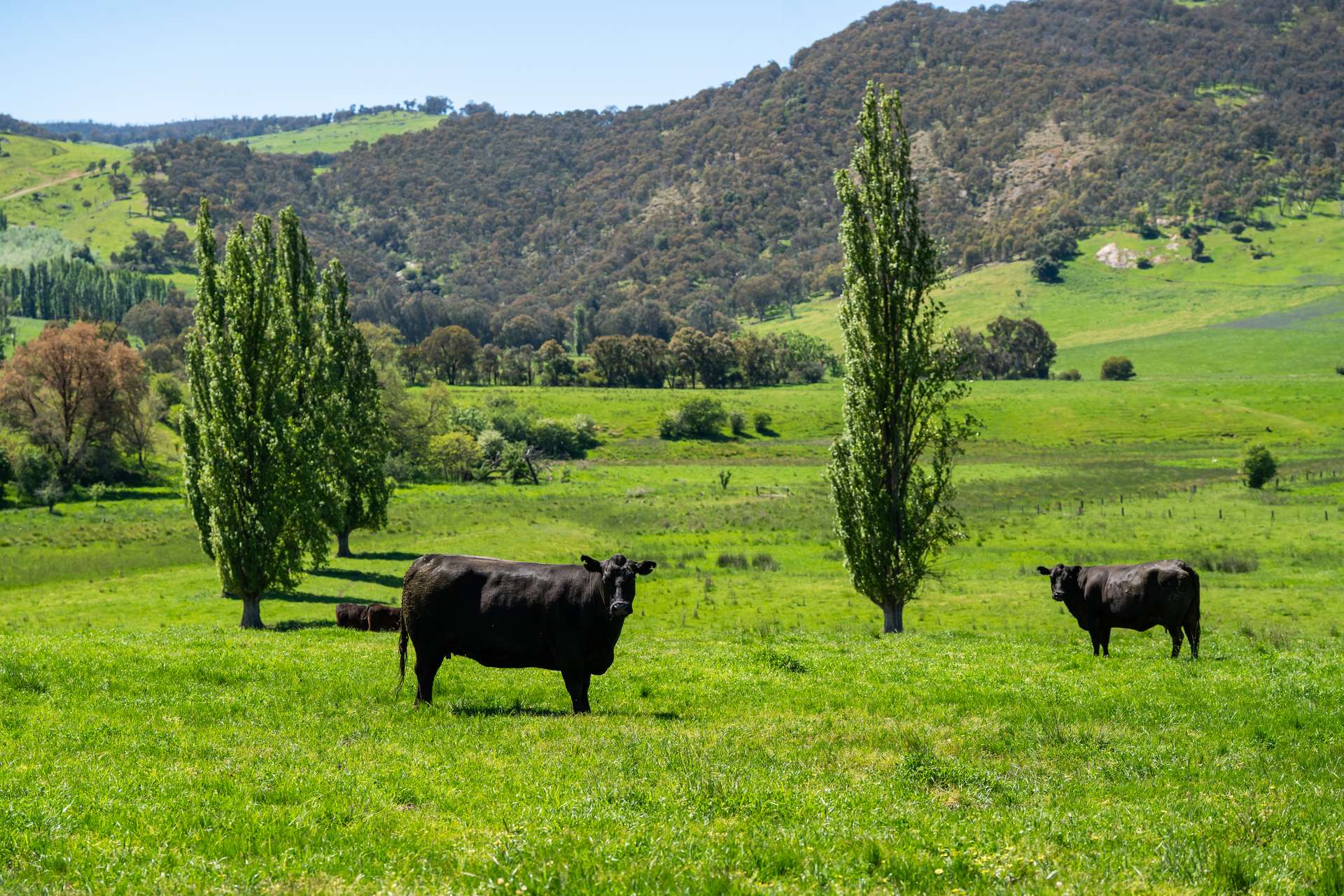 1159 River Road, Ournie Auction by Farmbuy.com - image 11