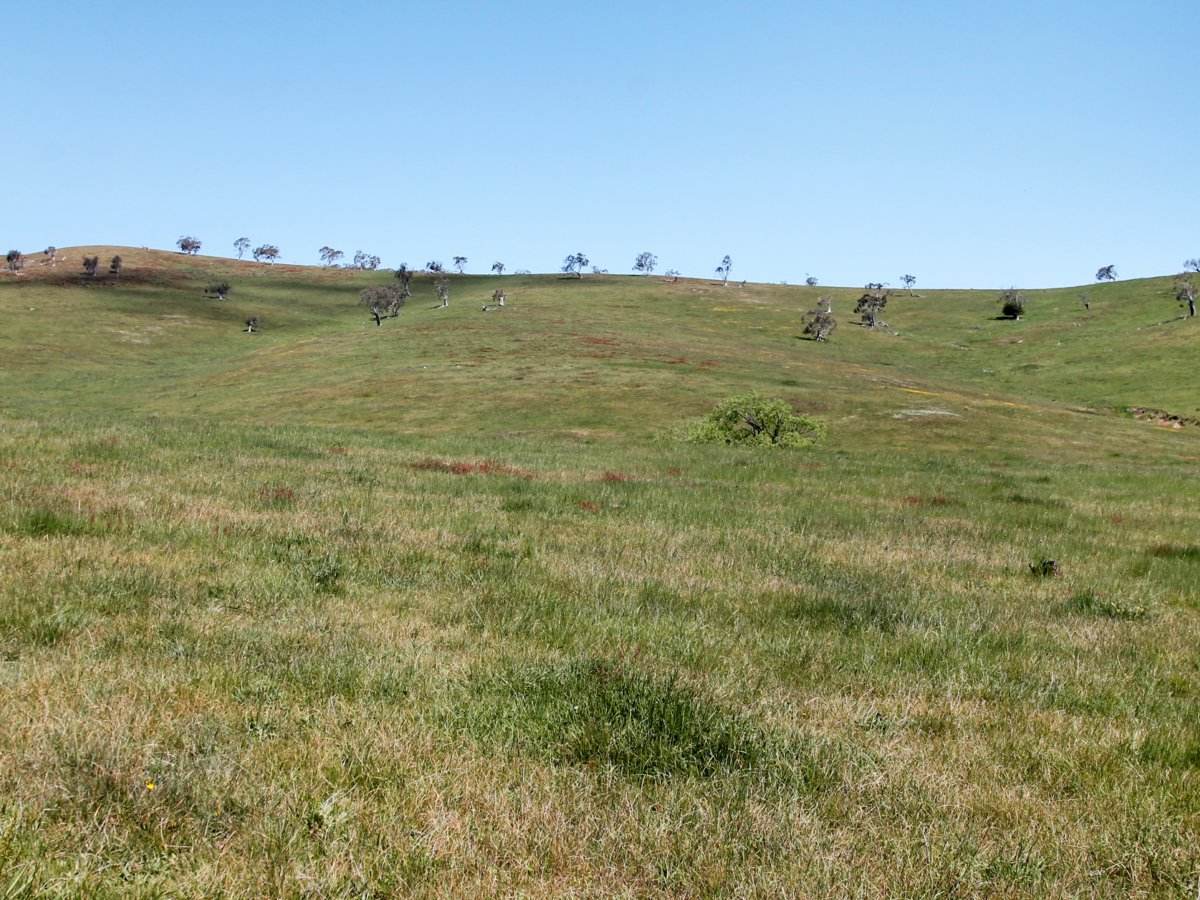 212 Racecourse Road, Hinnomunjie For Sale by Farmbuy.com - image 7