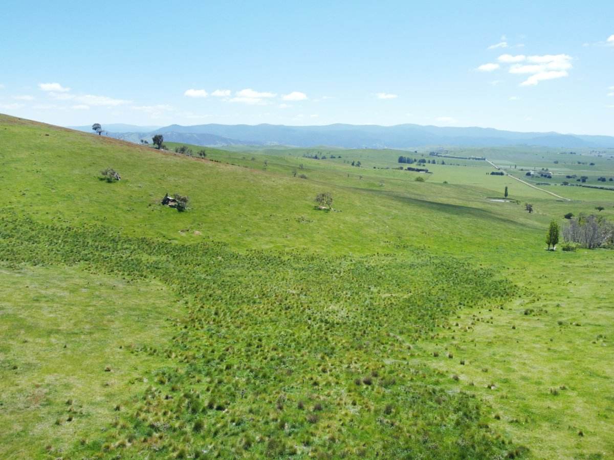 212 Racecourse Road, Hinnomunjie For Sale by Farmbuy.com - image 18