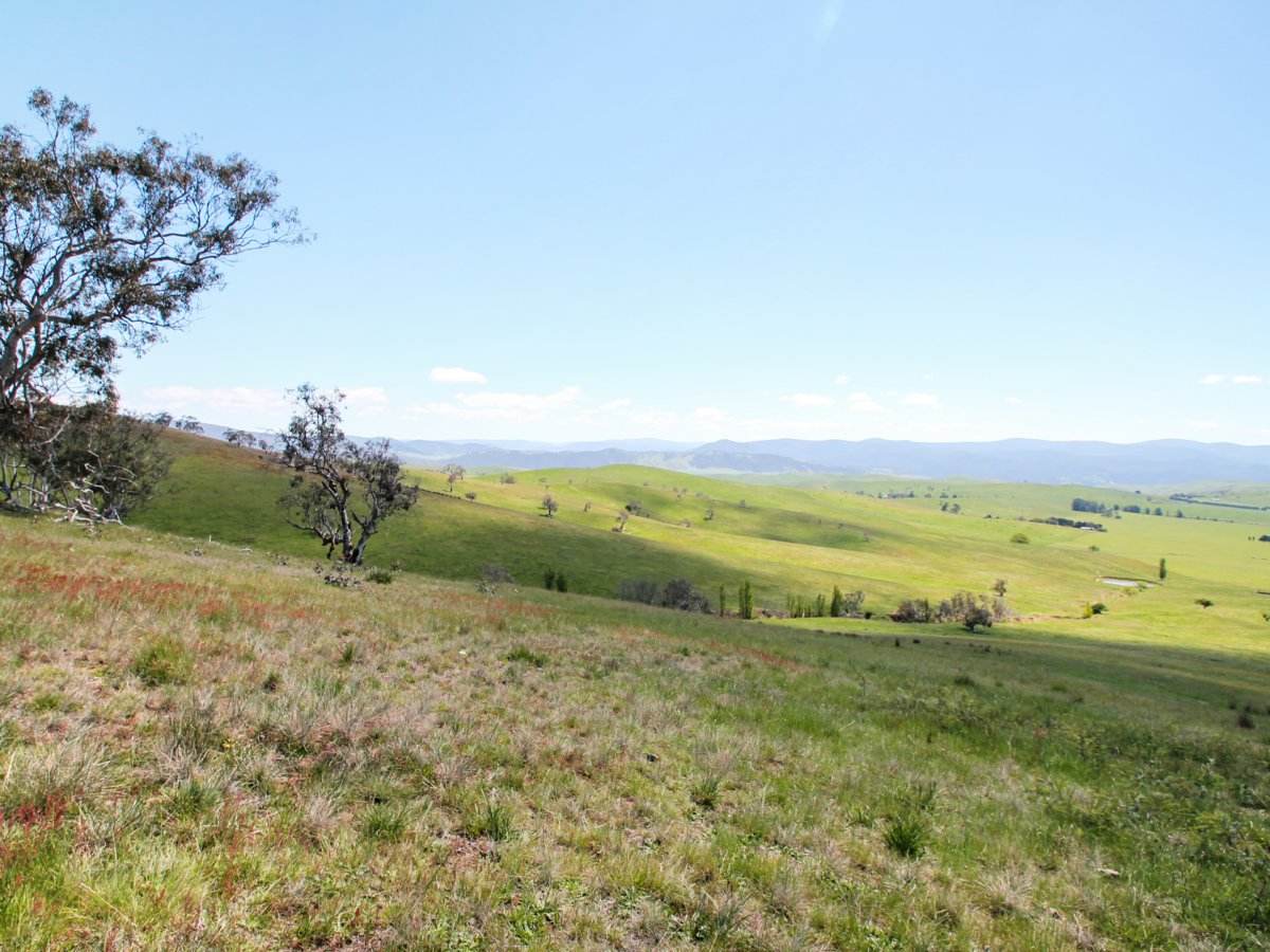 212 Racecourse Road, Hinnomunjie For Sale by Farmbuy.com - image 1