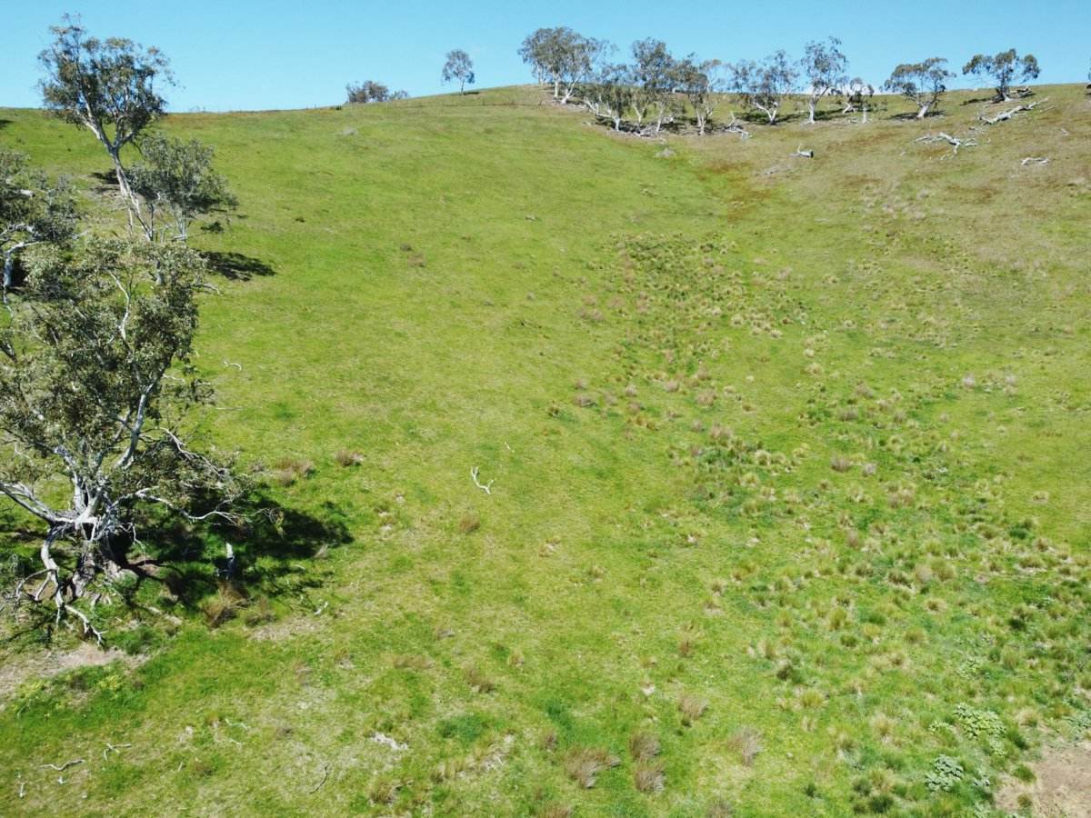 212 Racecourse Road, Hinnomunjie For Sale by Farmbuy.com - image 4