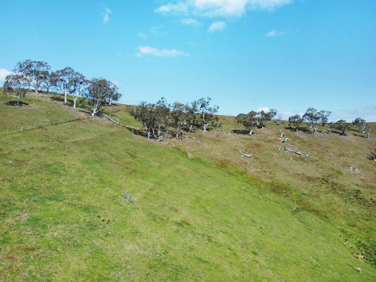 212 Racecourse Road, Hinnomunjie For Sale by Farmbuy.com - image 9