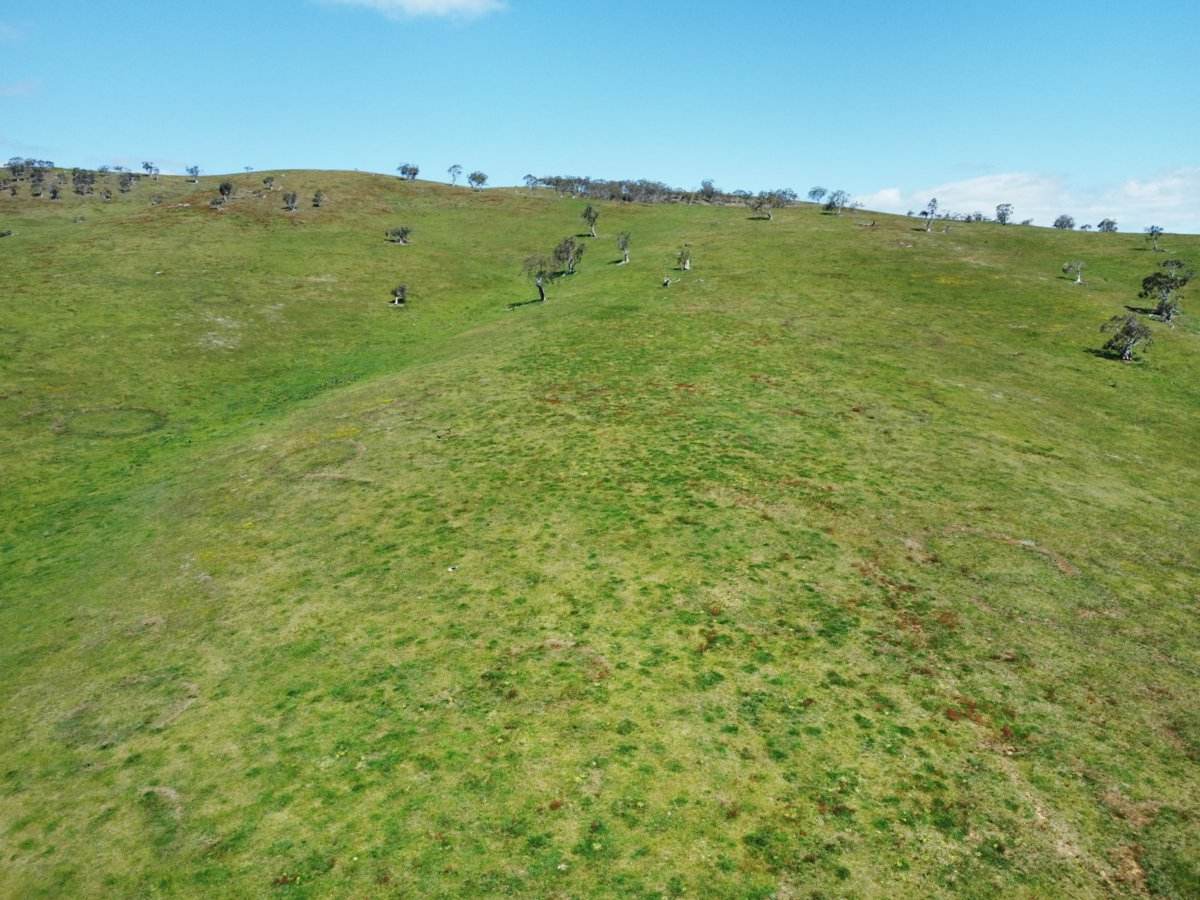 212 Racecourse Road, Hinnomunjie For Sale by Farmbuy.com - image 10