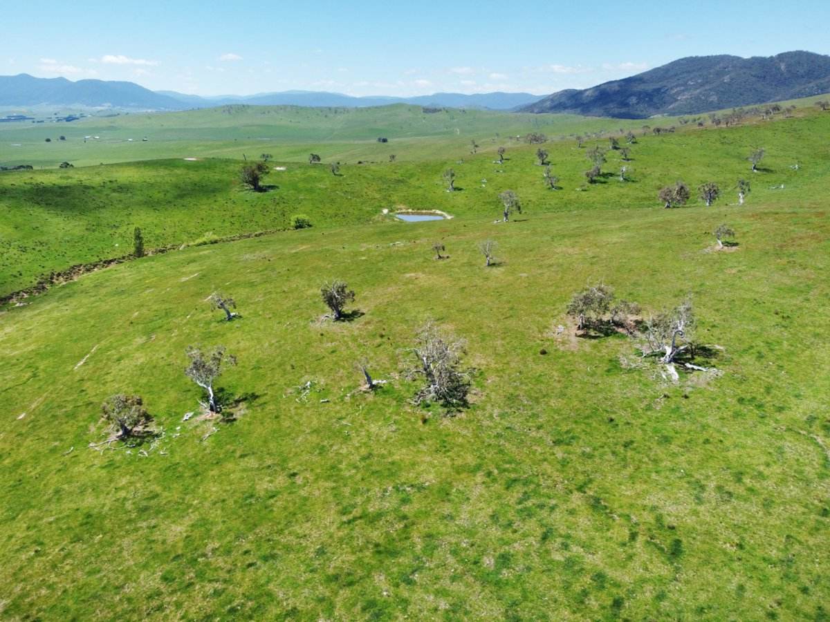 212 Racecourse Road, Hinnomunjie For Sale by Farmbuy.com - image 5