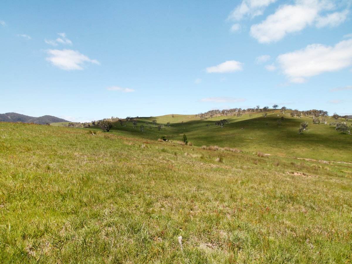 212 Racecourse Road, Hinnomunjie For Sale by Farmbuy.com - image 6