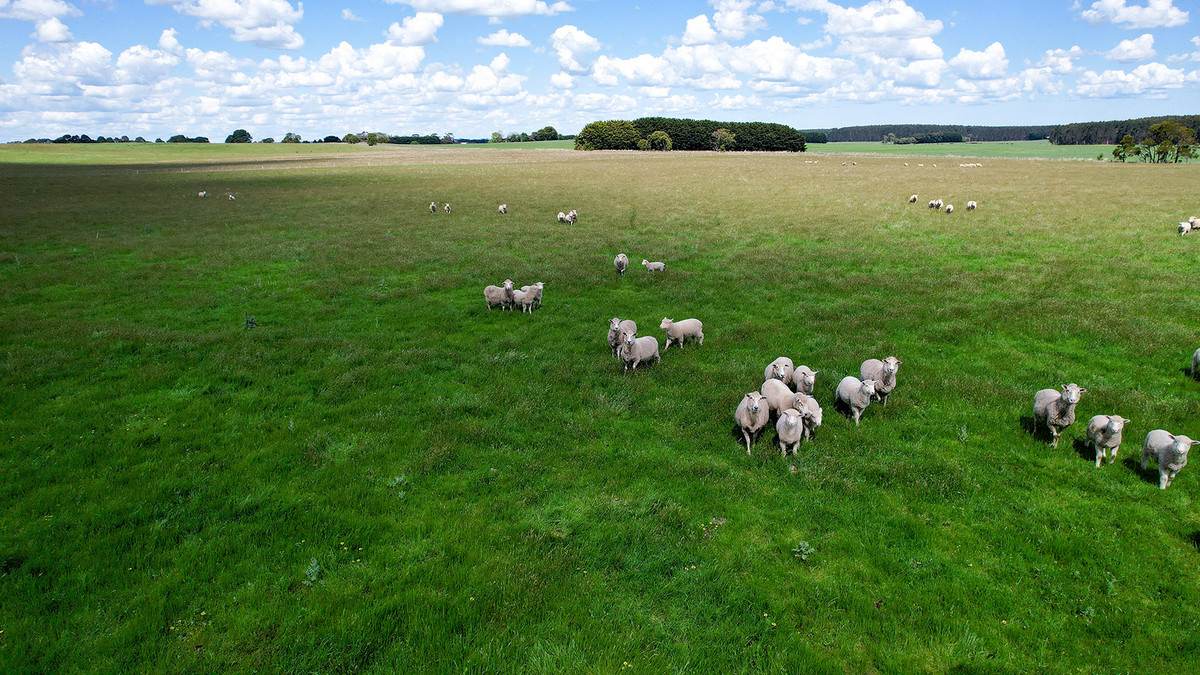 'Mirrimbah' 87 Hamilton-Port Fairy Road, Macarthur For Sale by Farmbuy.com - image 17