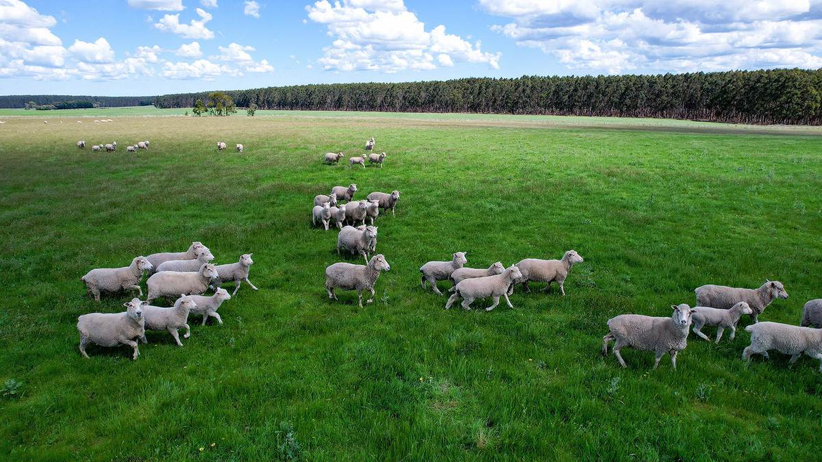 'Mirrimbah' 87 Hamilton-Port Fairy Road, Macarthur For Sale by Farmbuy.com - image 15
