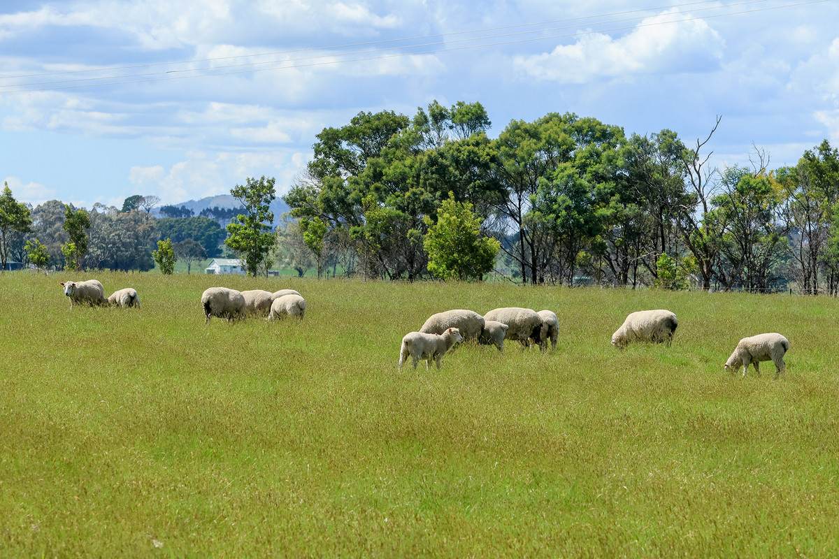 'Mirrimbah' 87 Hamilton-Port Fairy Road, Macarthur For Sale by Farmbuy.com - image 16