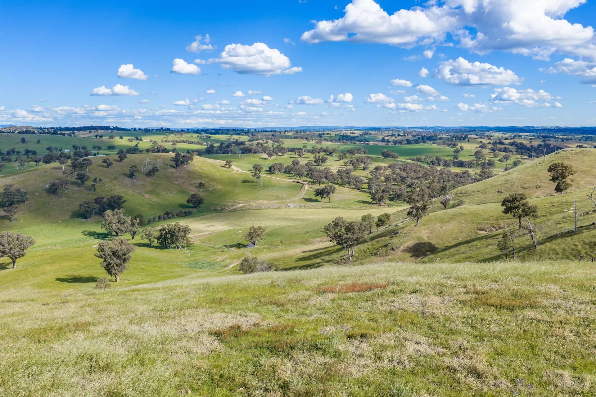 229 Wallaces Lane, Panuara Auction by Farmbuy.com - image 30