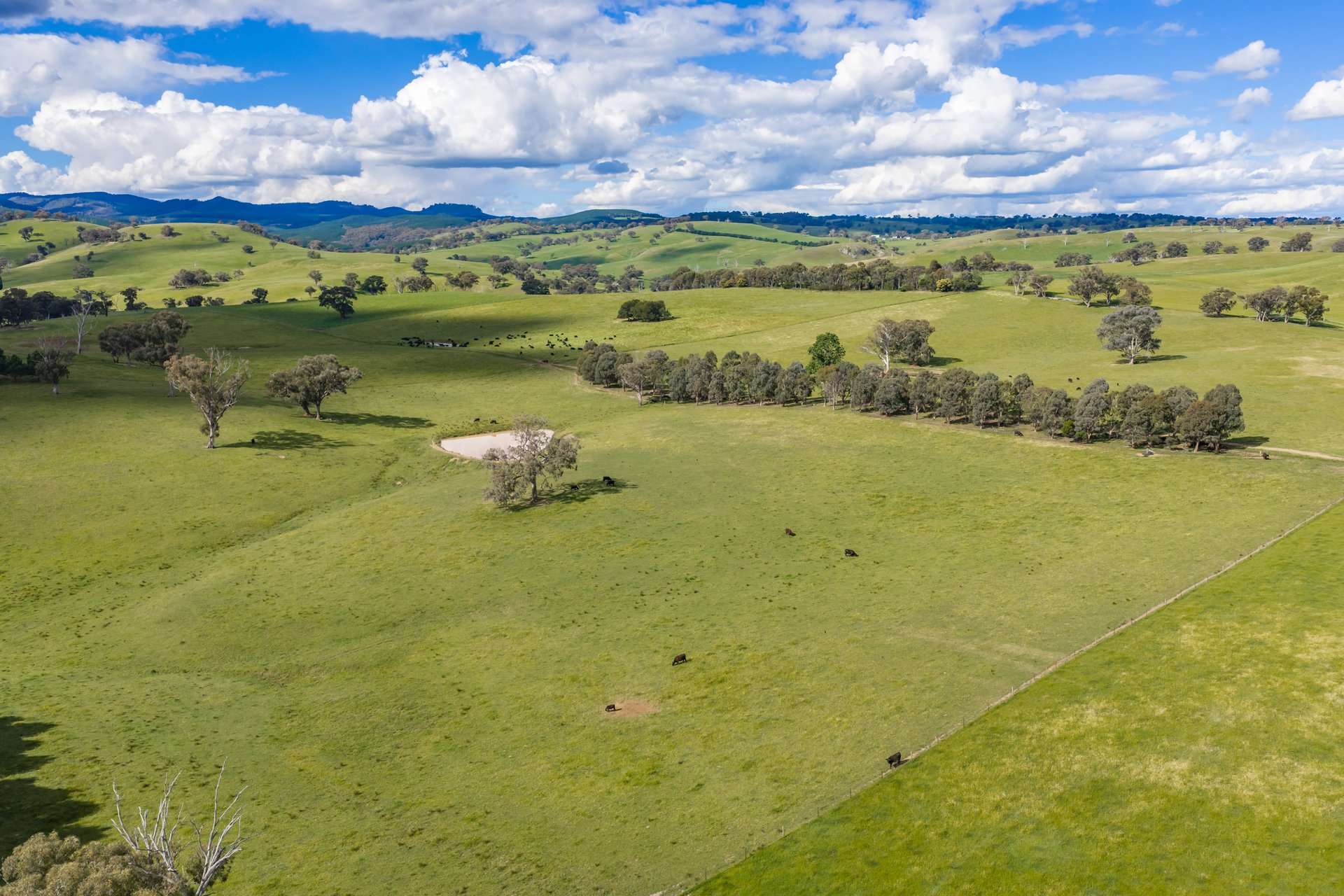 229 Wallaces Lane, Panuara Auction by Farmbuy.com - image 19