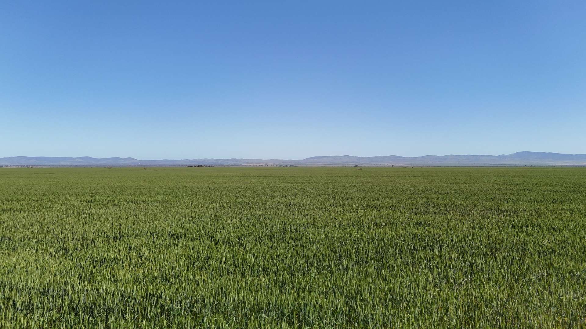 'Forbes's' Wilmington Road, Hammond For Sale by Farmbuy.com - image 2