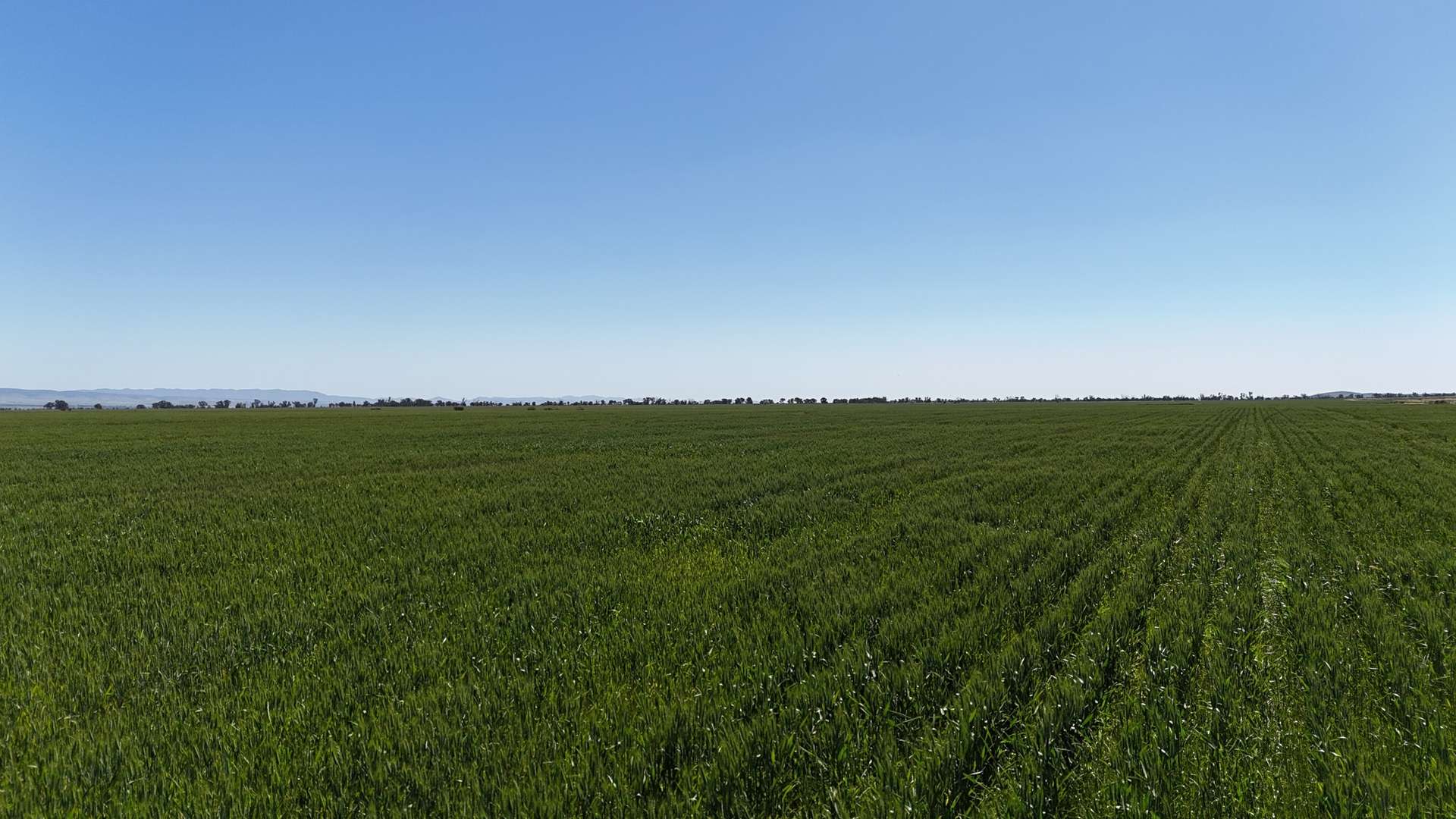 'Forbes's' Wilmington Road, Hammond For Sale by Farmbuy.com - image 3