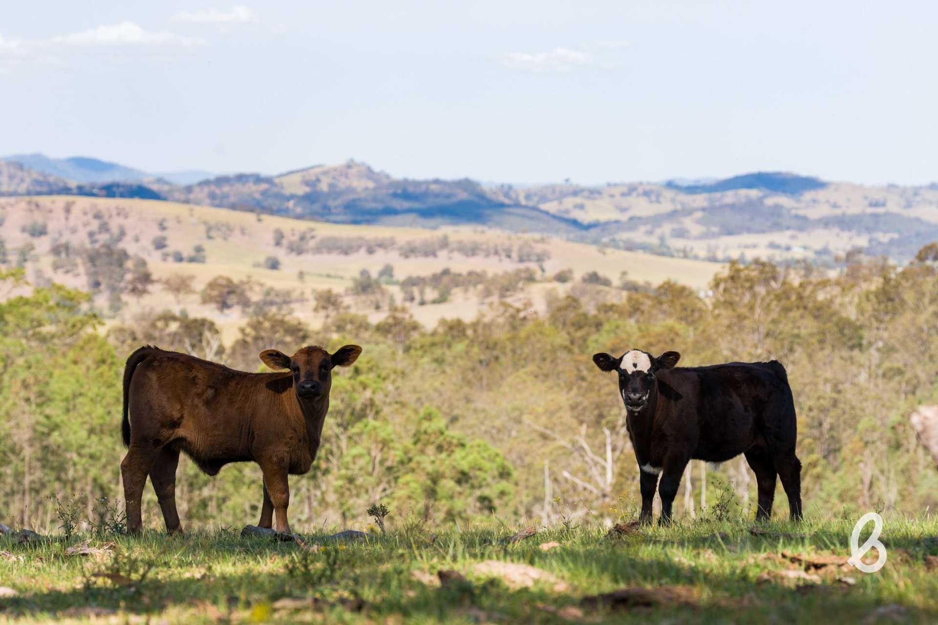 Lot 11, 153 Roselands Lane, Singleton Auction by Farmbuy.com - image 1