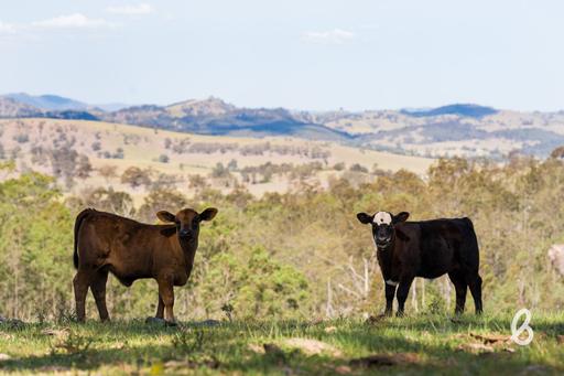Lot 11&comma; 153 Roselands Lane, Singleton NSW 2330