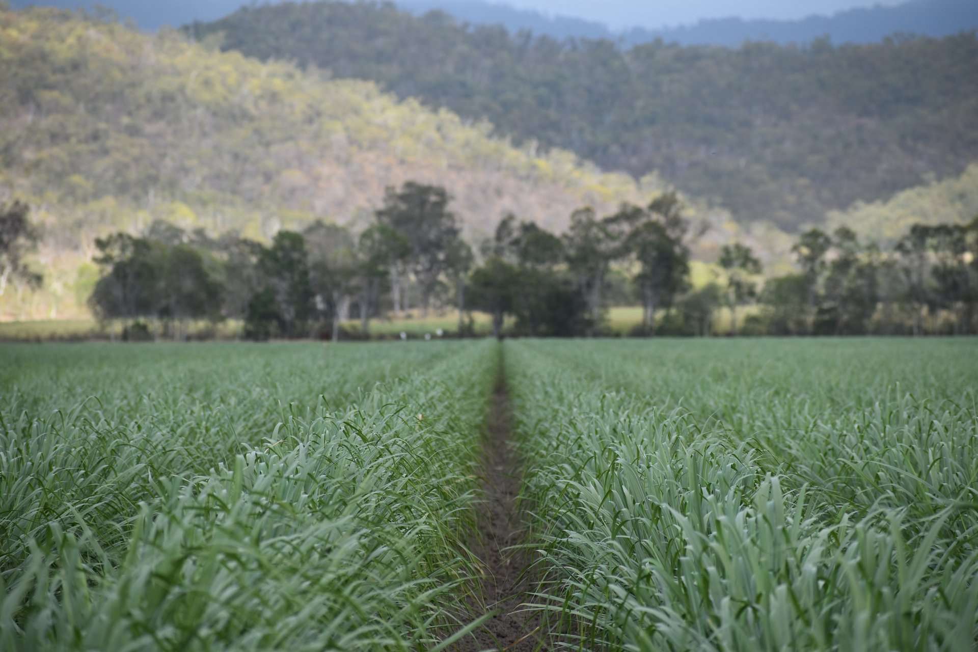 1379-1383 Gunyarra Road, Andromache For Sale by Farmbuy.com - image 1