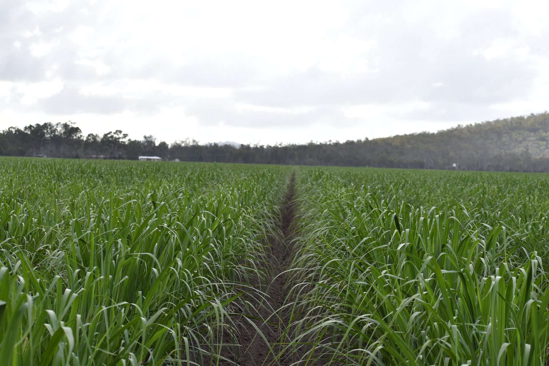 1379-1383 Gunyarra Road, Andromache For Sale by Farmbuy.com - image 16