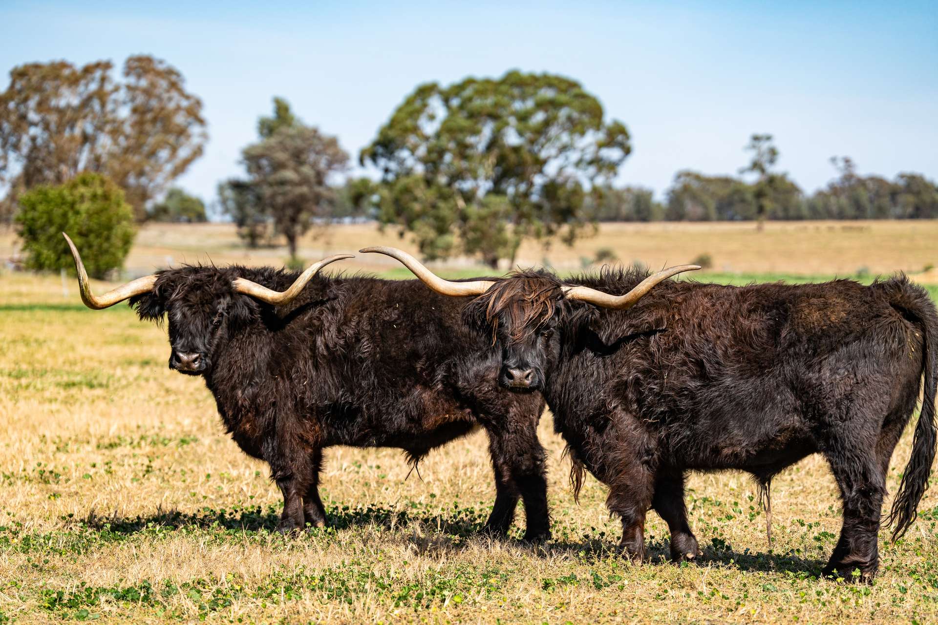 262 Henty Walla Road, Henty For Sale by Farmbuy.com - image 26