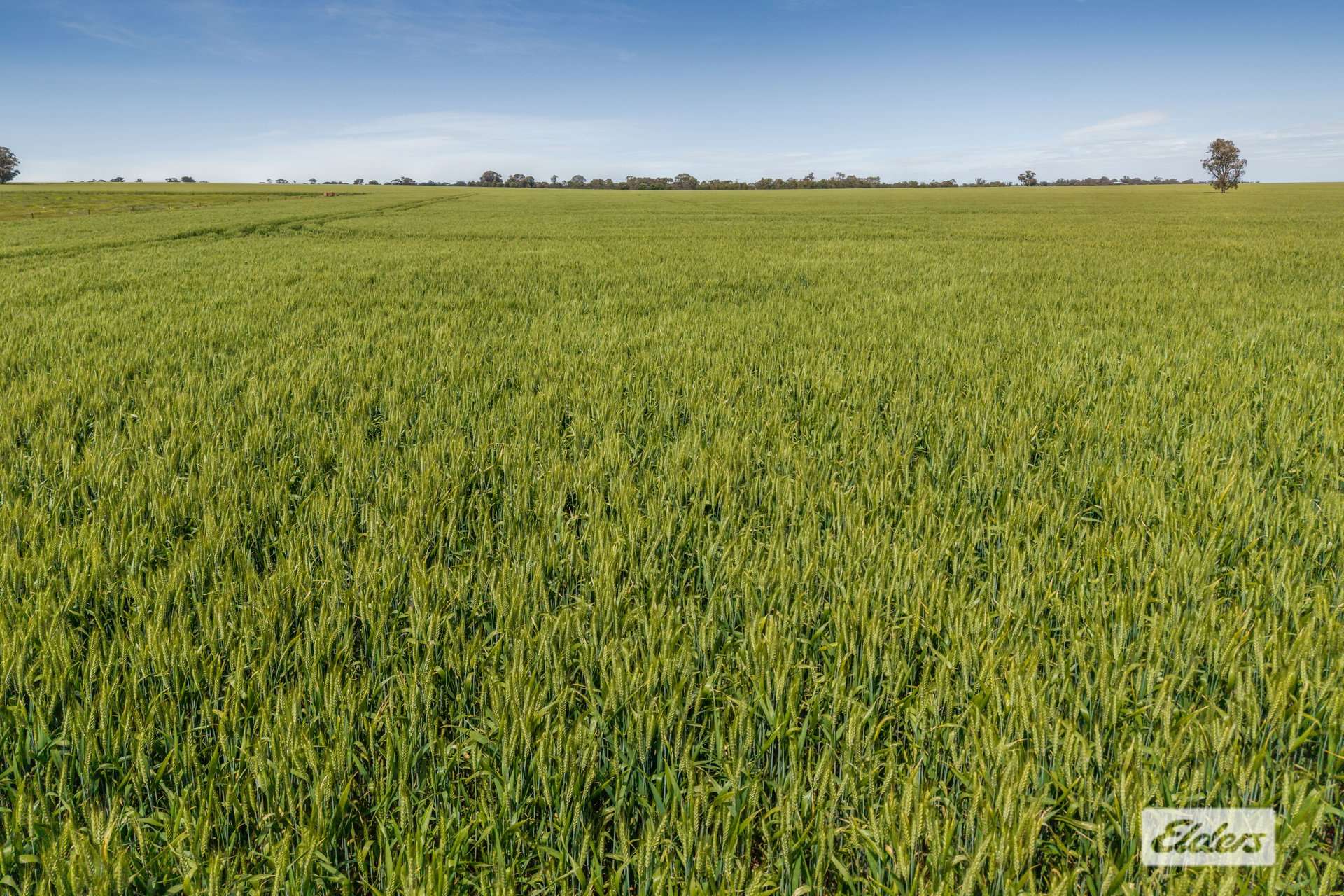 Baringhup Road, Baringhup For Sale by Farmbuy.com - image 3