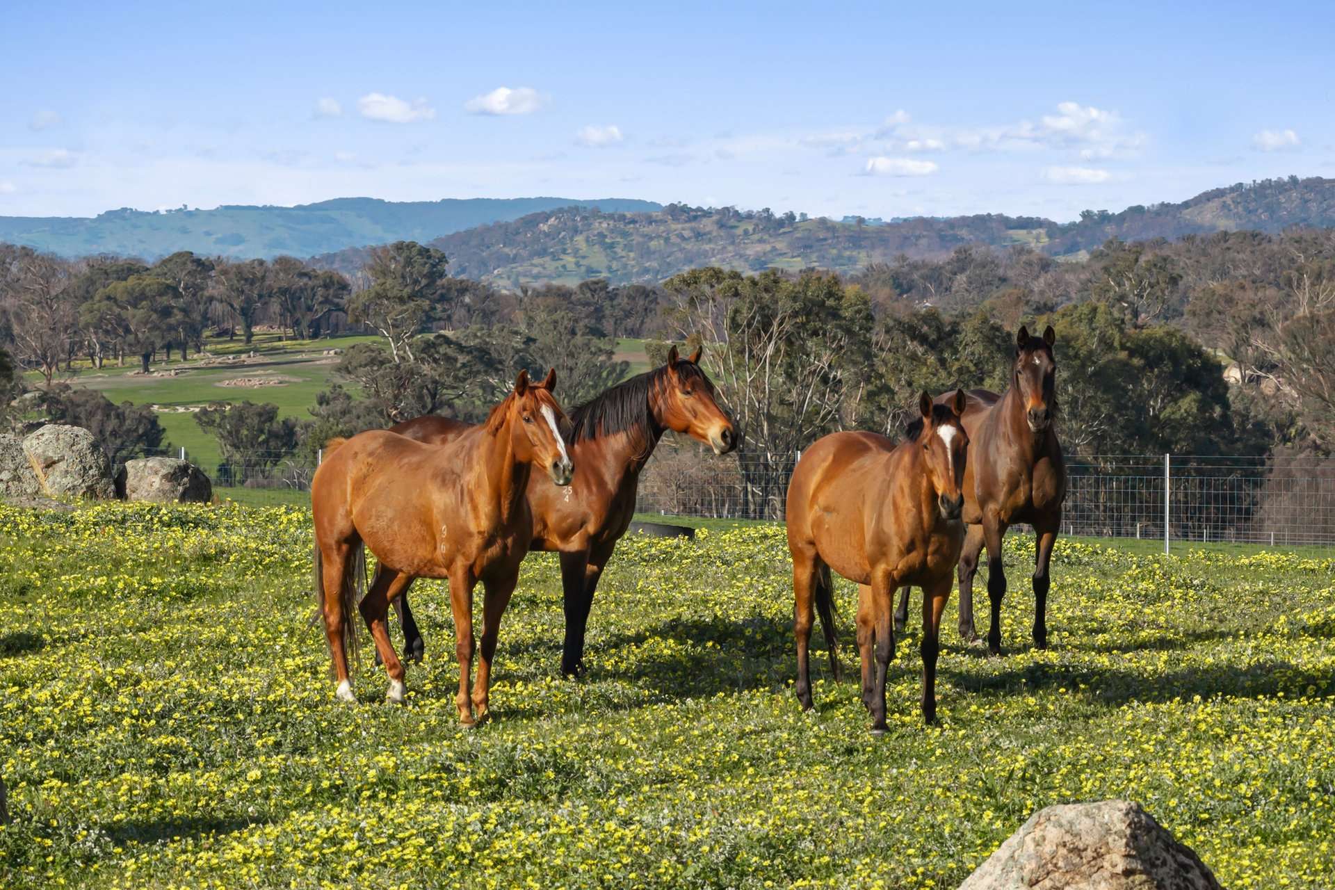1 Longwood-Ruffy Road, Ruffy For Sale by Farmbuy.com - image 4
