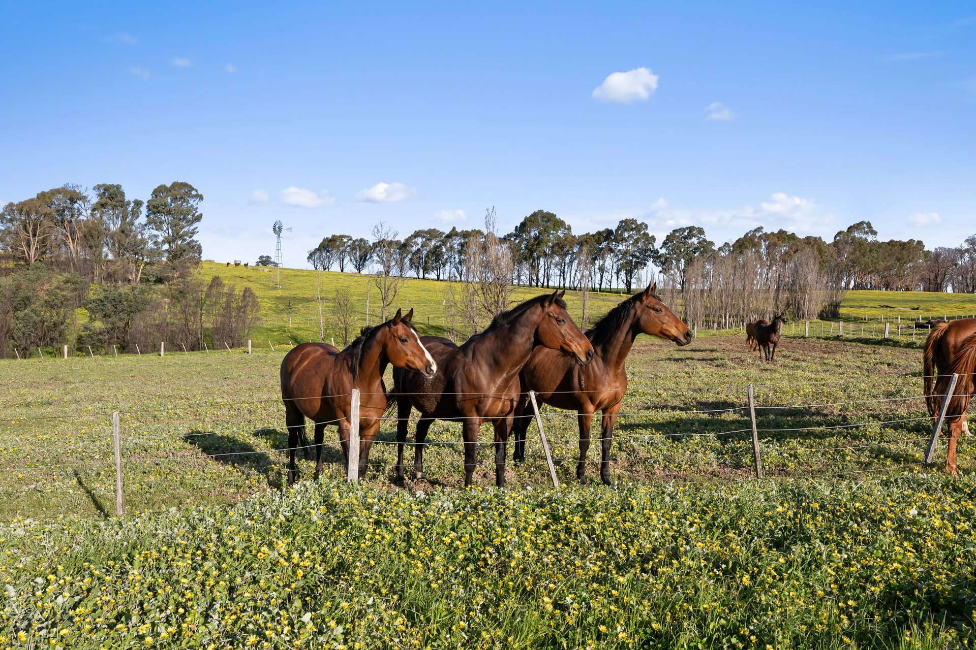 1 Longwood-Ruffy Road, Ruffy For Sale by Farmbuy.com - image 5