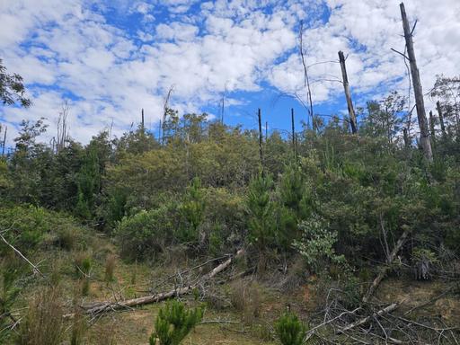 Farm For Sale - NSW - Batlow - 2730 - Burnt Pine Plantation for Sale by Tender 