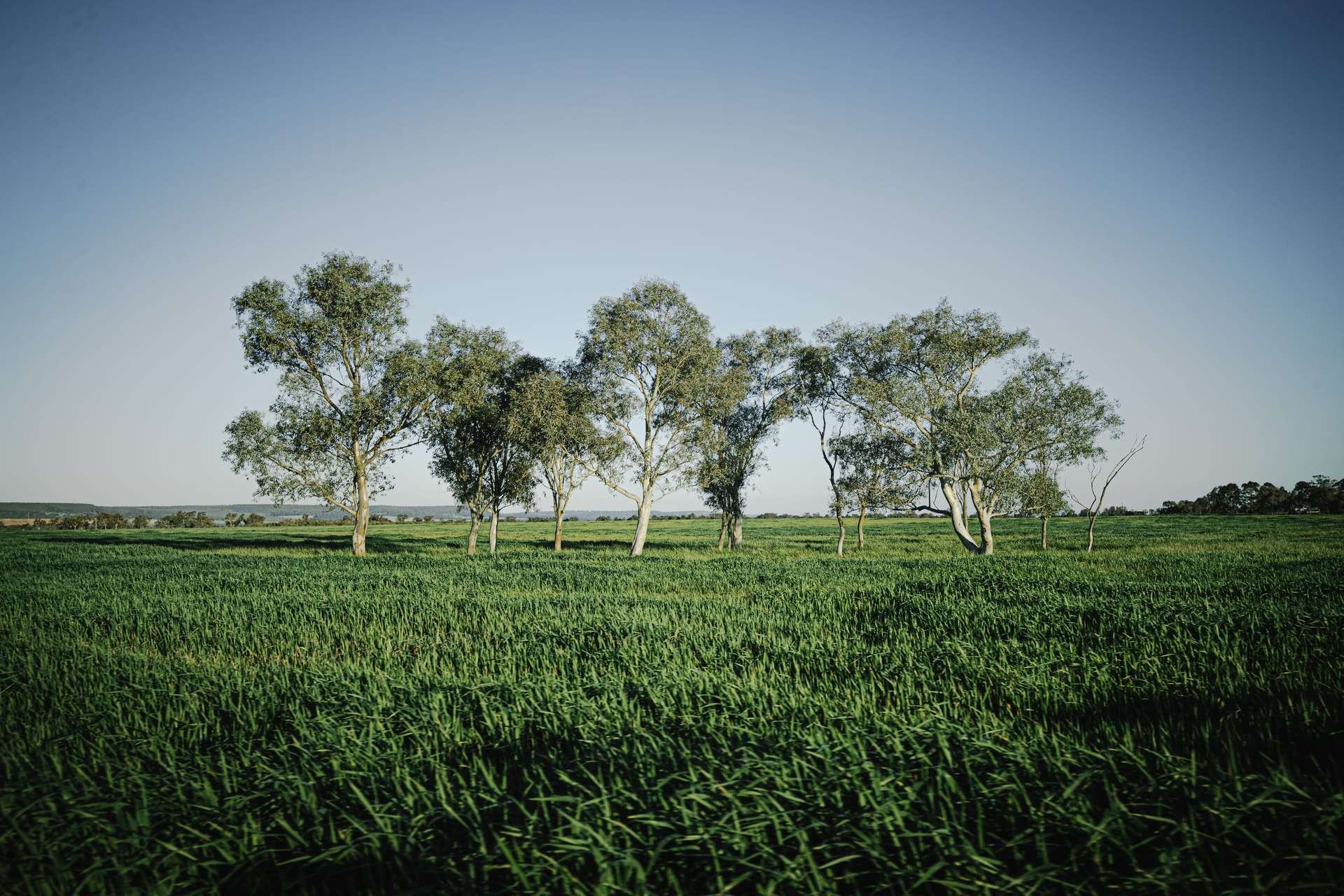 536 Nine Mile Swamp Road, Beermullah For Sale by Farmbuy.com - image 14