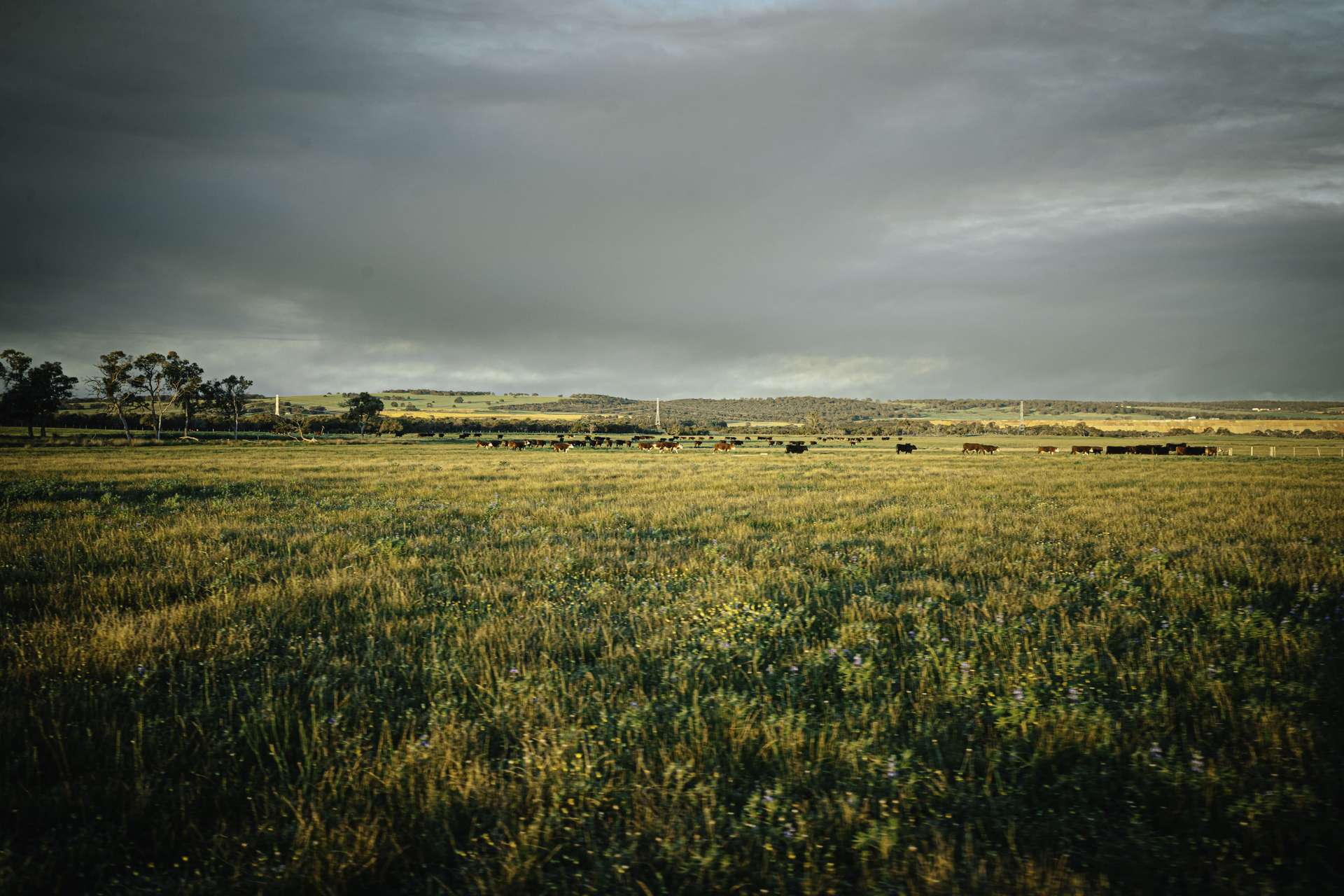 536 Nine Mile Swamp Road, Beermullah For Sale by Farmbuy.com - image 4