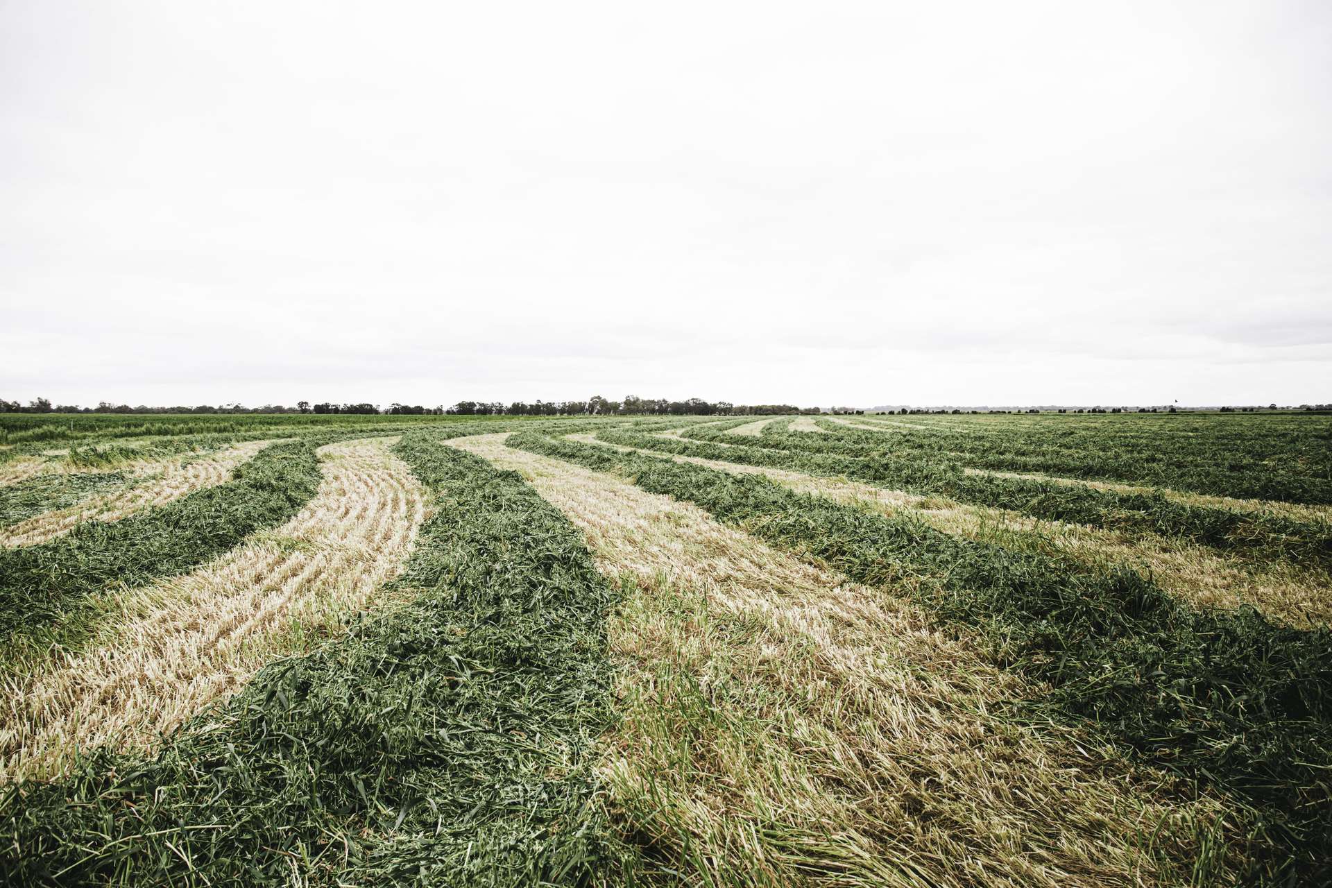 536 Nine Mile Swamp Road, Beermullah For Sale by Farmbuy.com - image 9